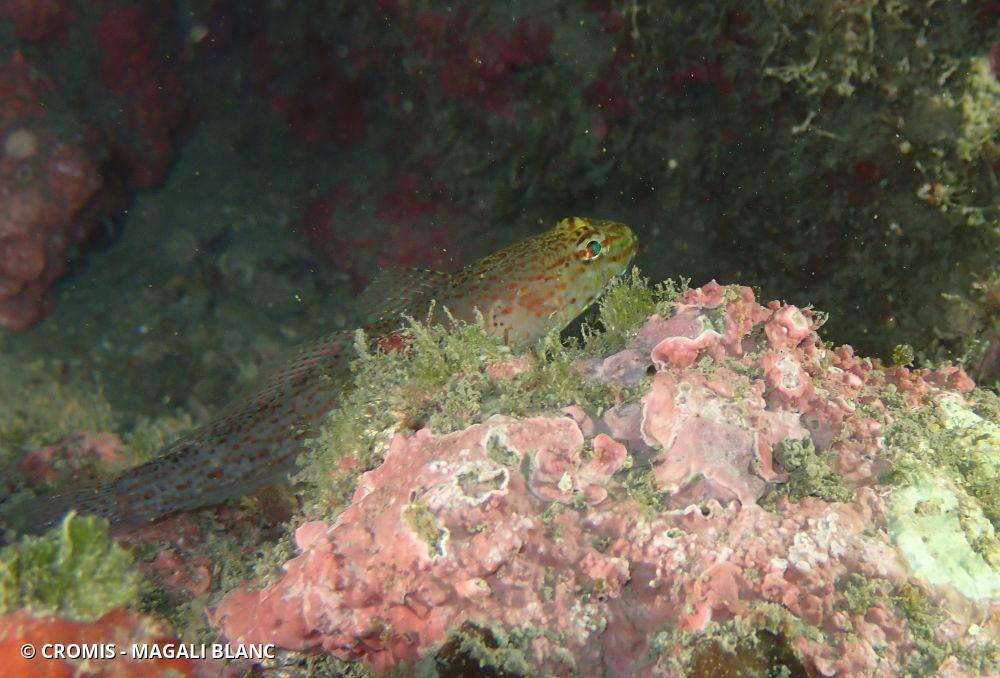 Gobie à tête jaune