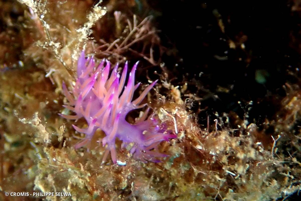 Flabelline mauve