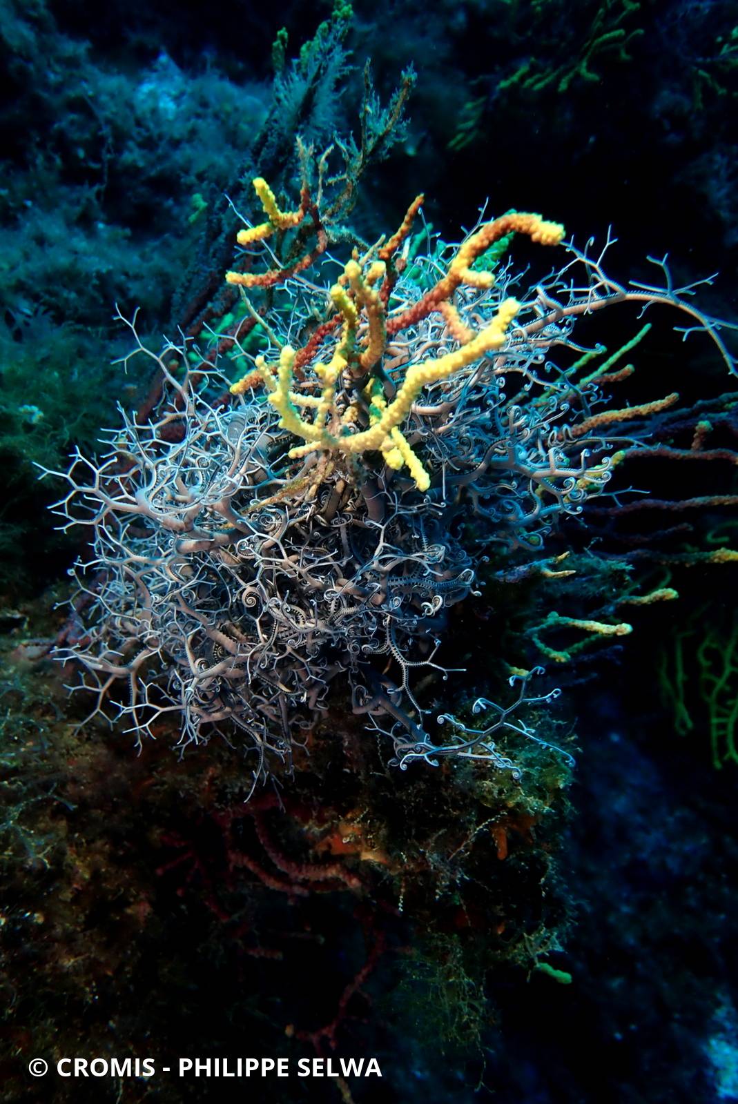 Gorgonocéphale