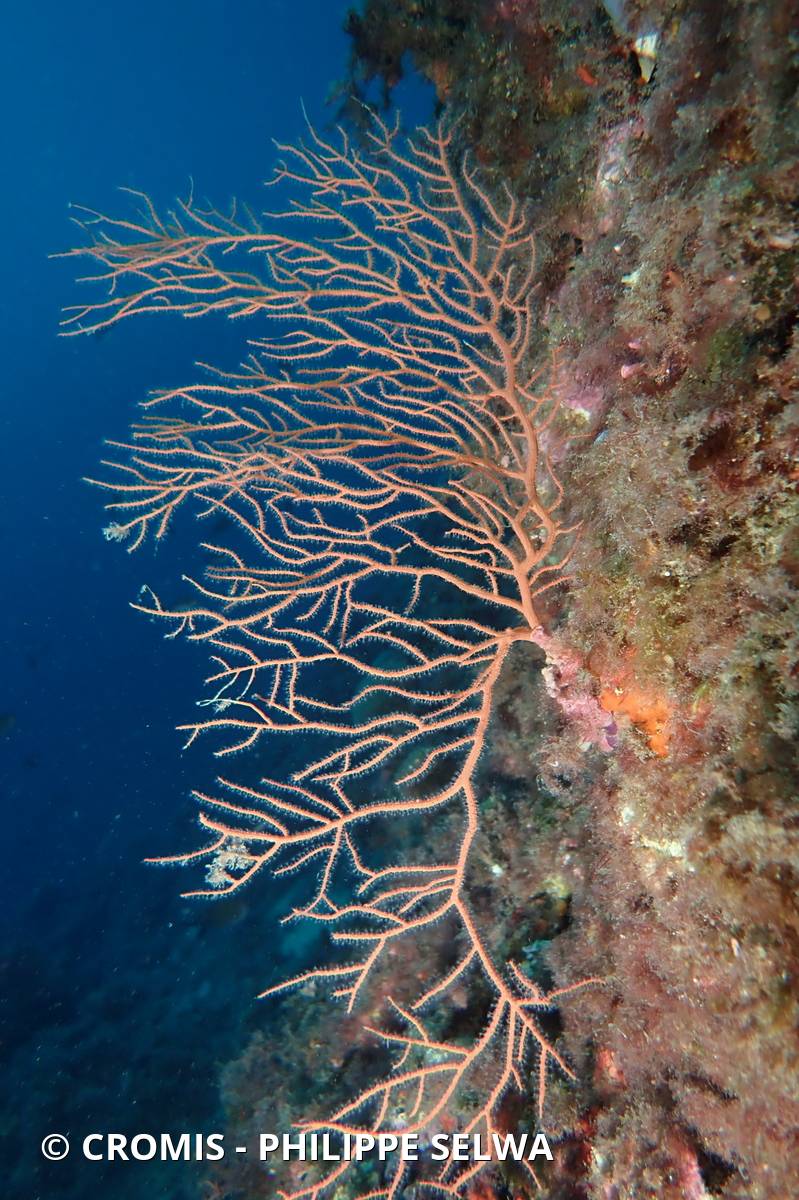 Gorgone orange