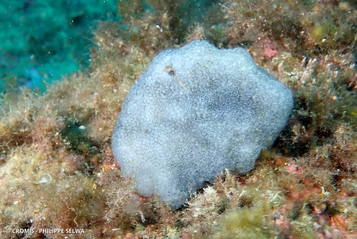 Eudistoma de Banyuls