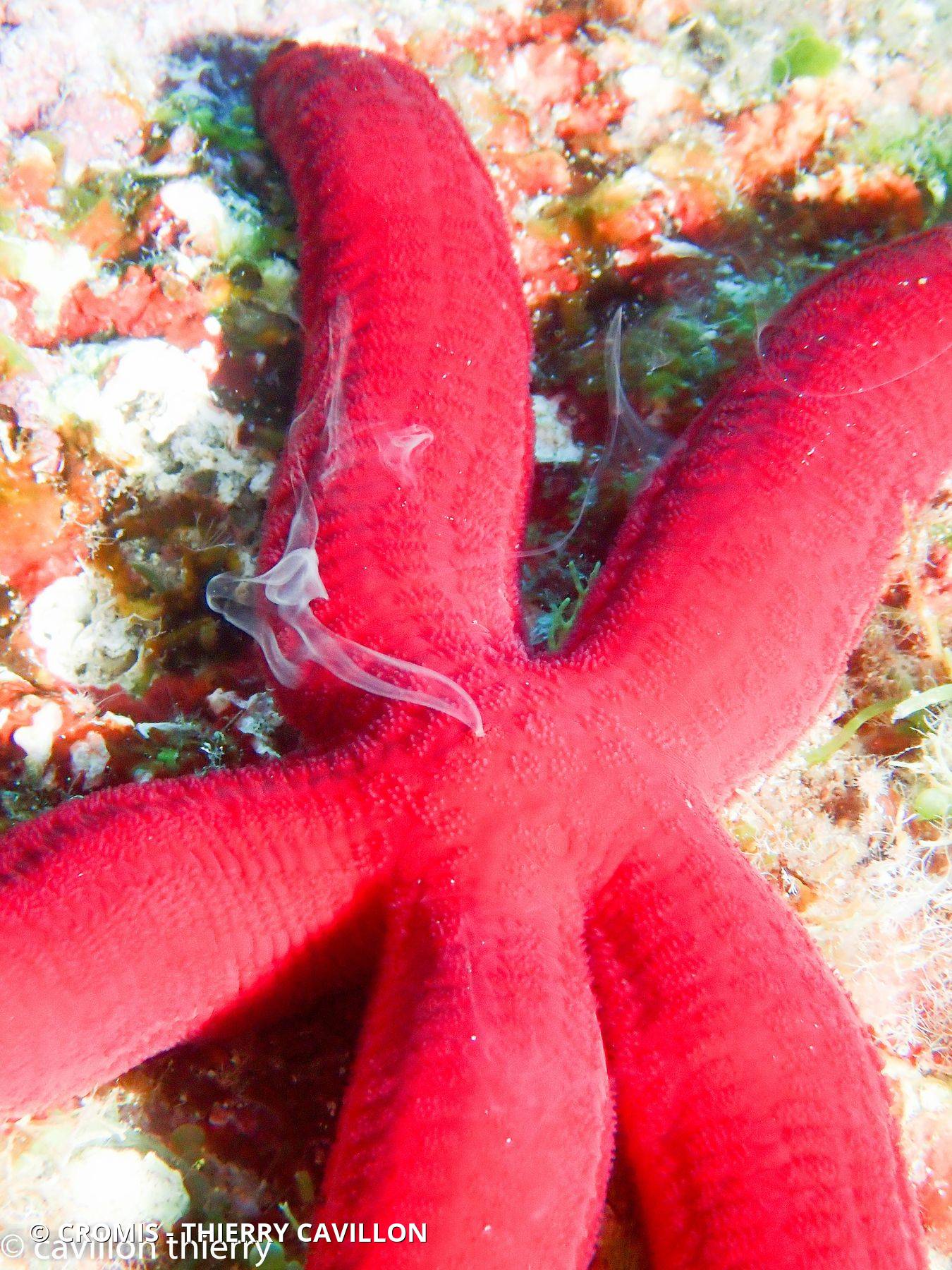 Etoile de mer violette