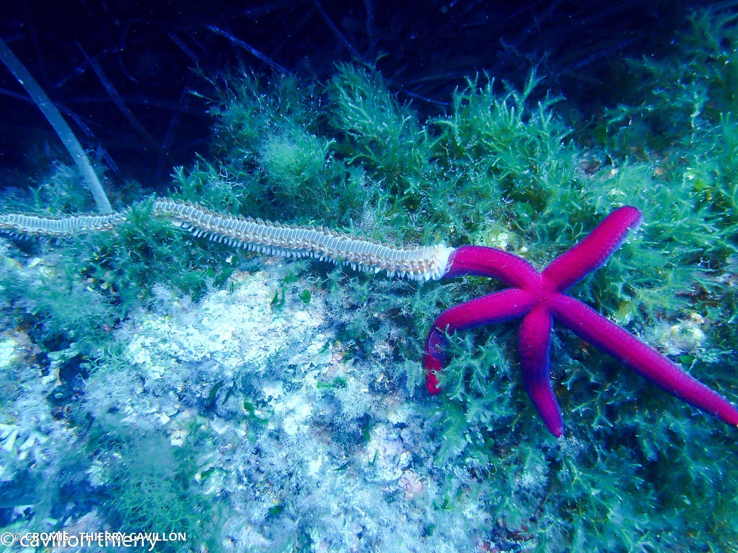 Etoile de mer violette