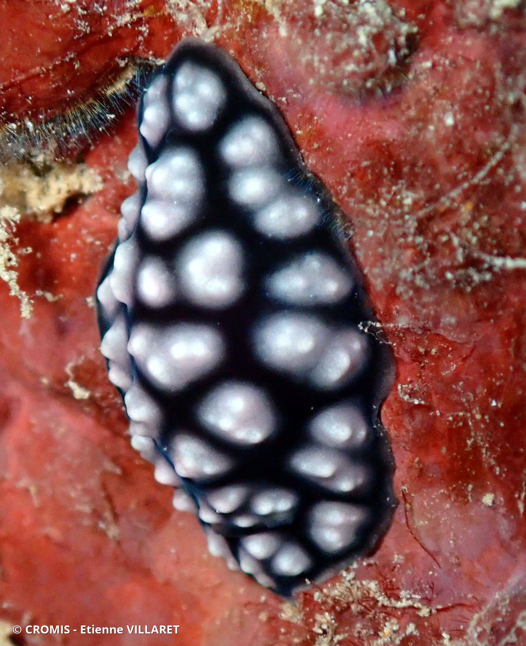 Phyllidie pustuleuse