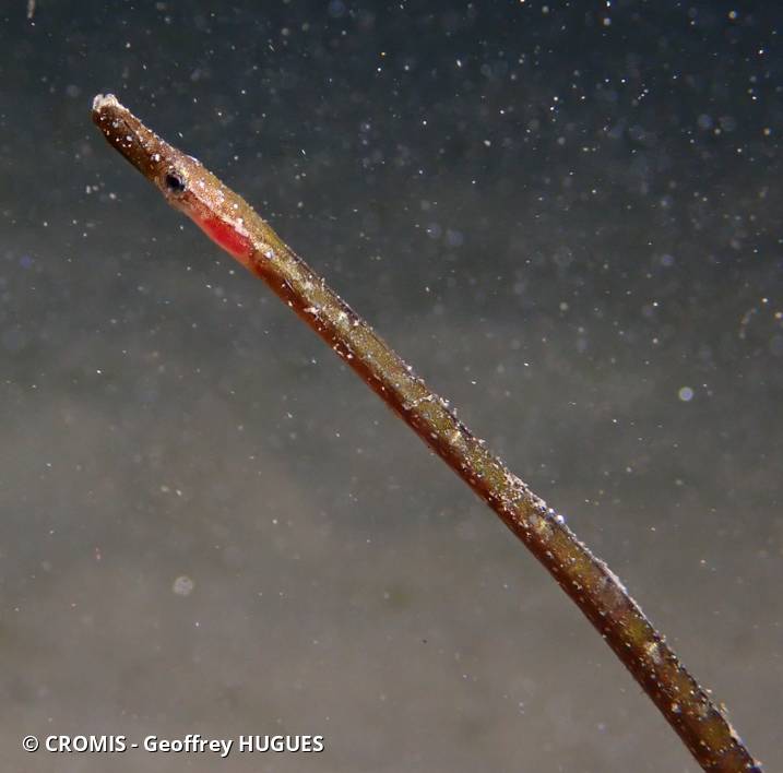 Photo 4 sur 15 : Siphonostome