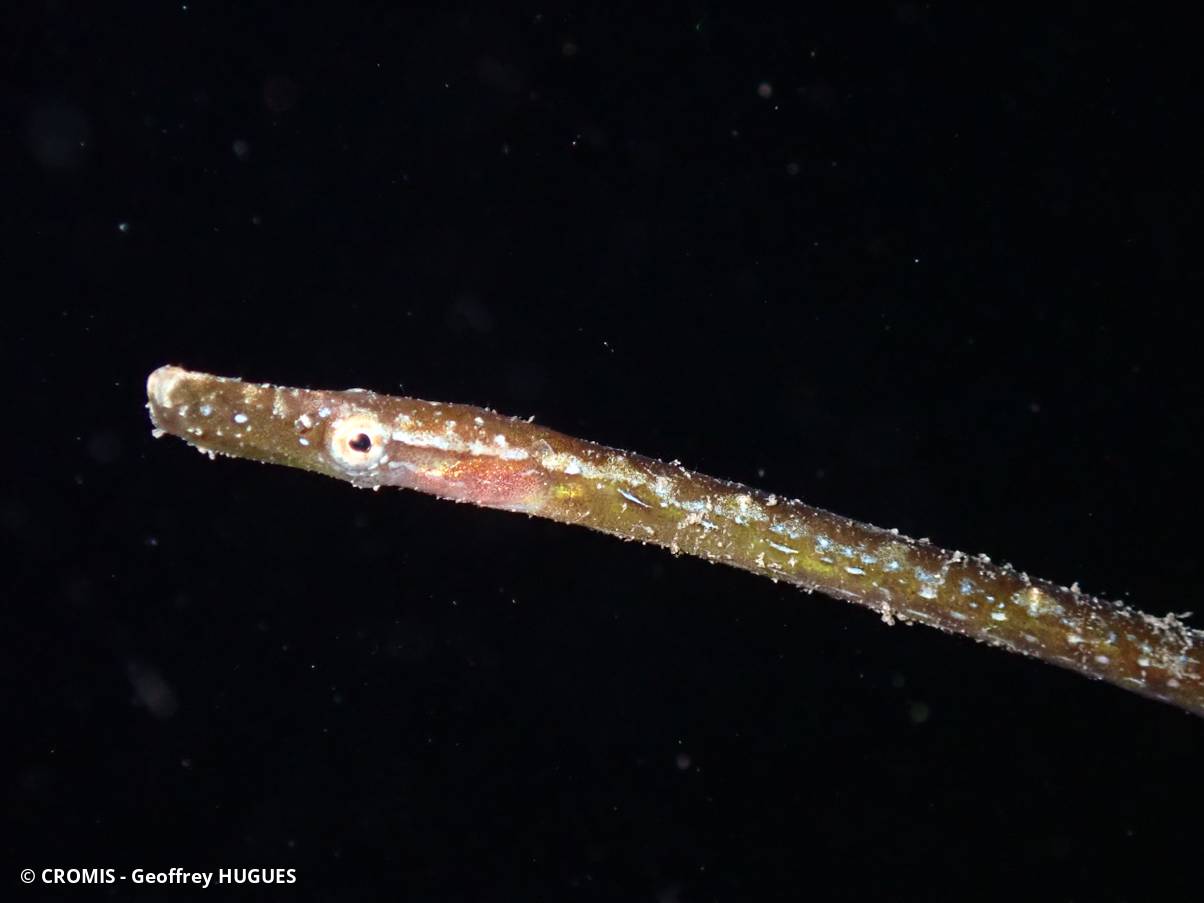 Siphonostome