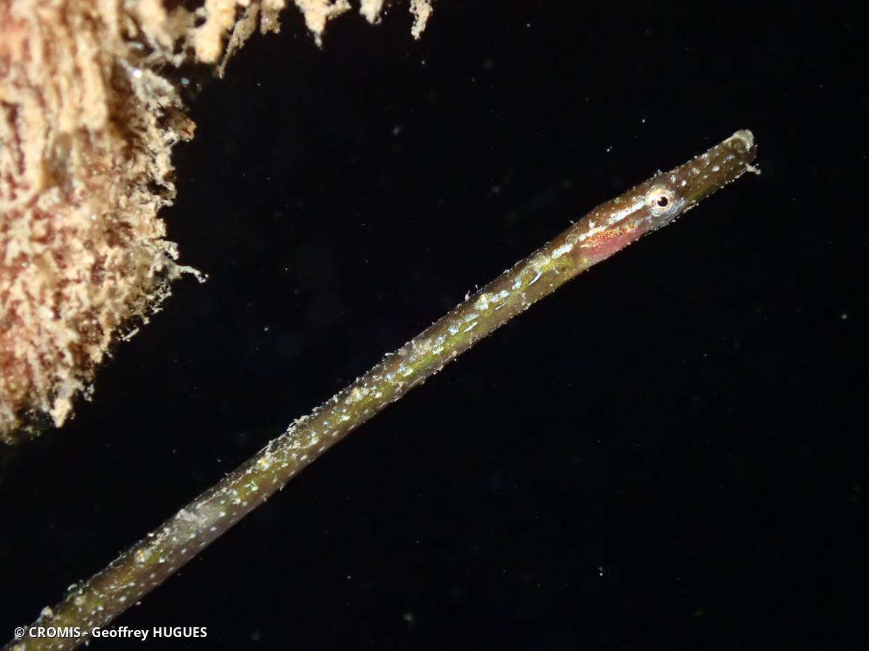 Siphonostome