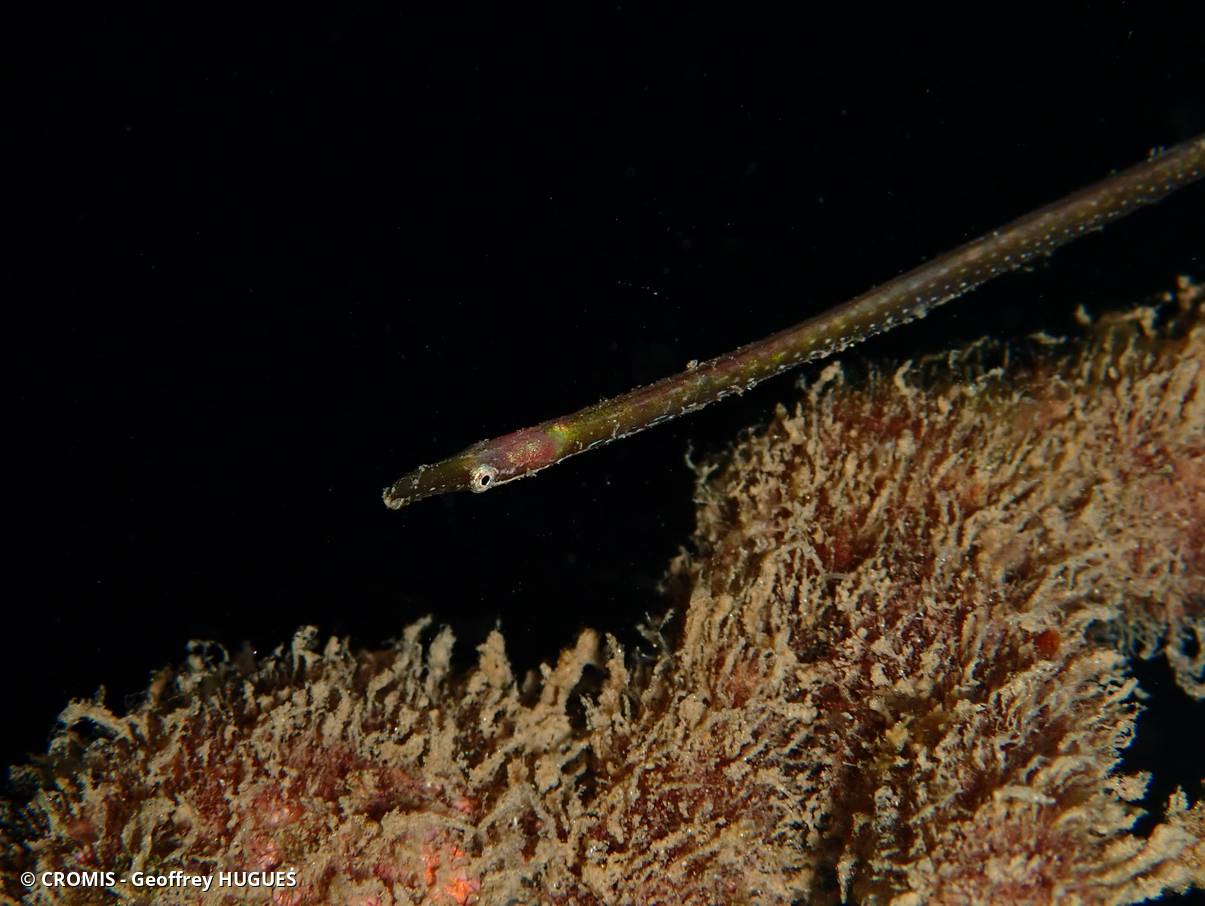 Siphonostome