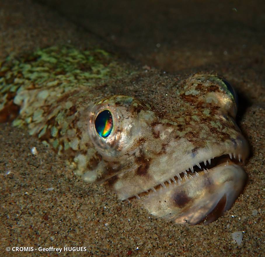 Poisson-lézard rayé