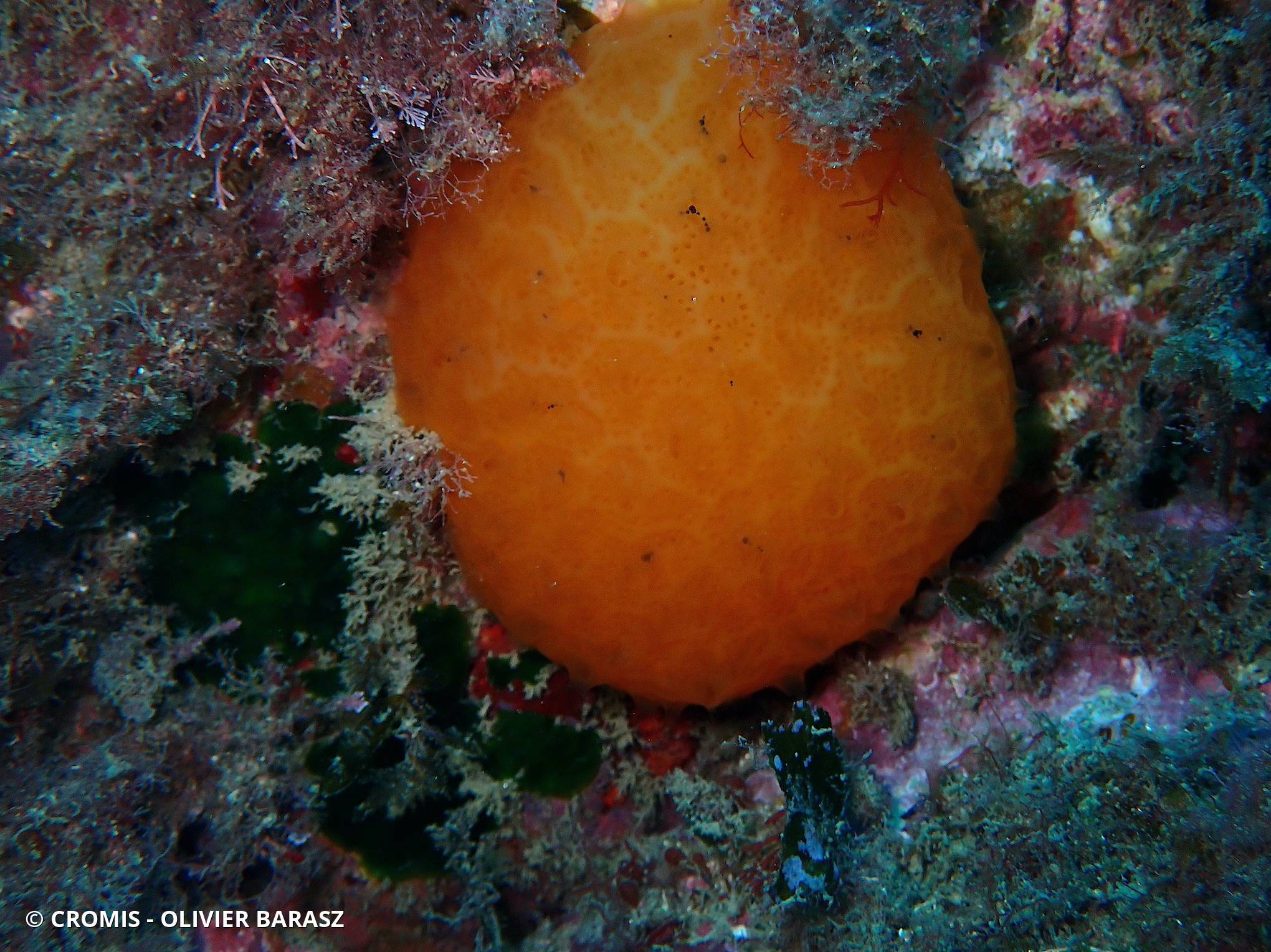 Aplidium conique