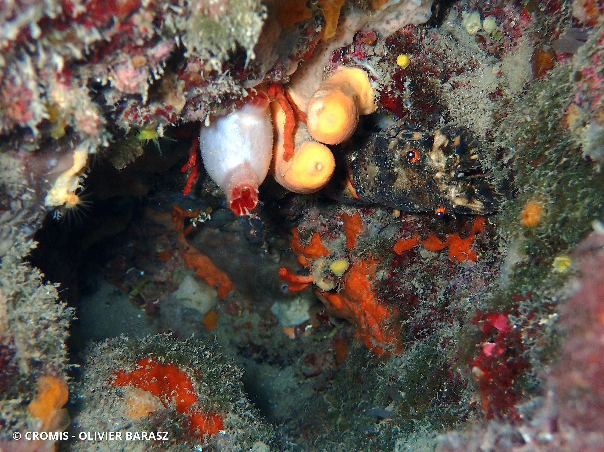 Petite cigale de mer
