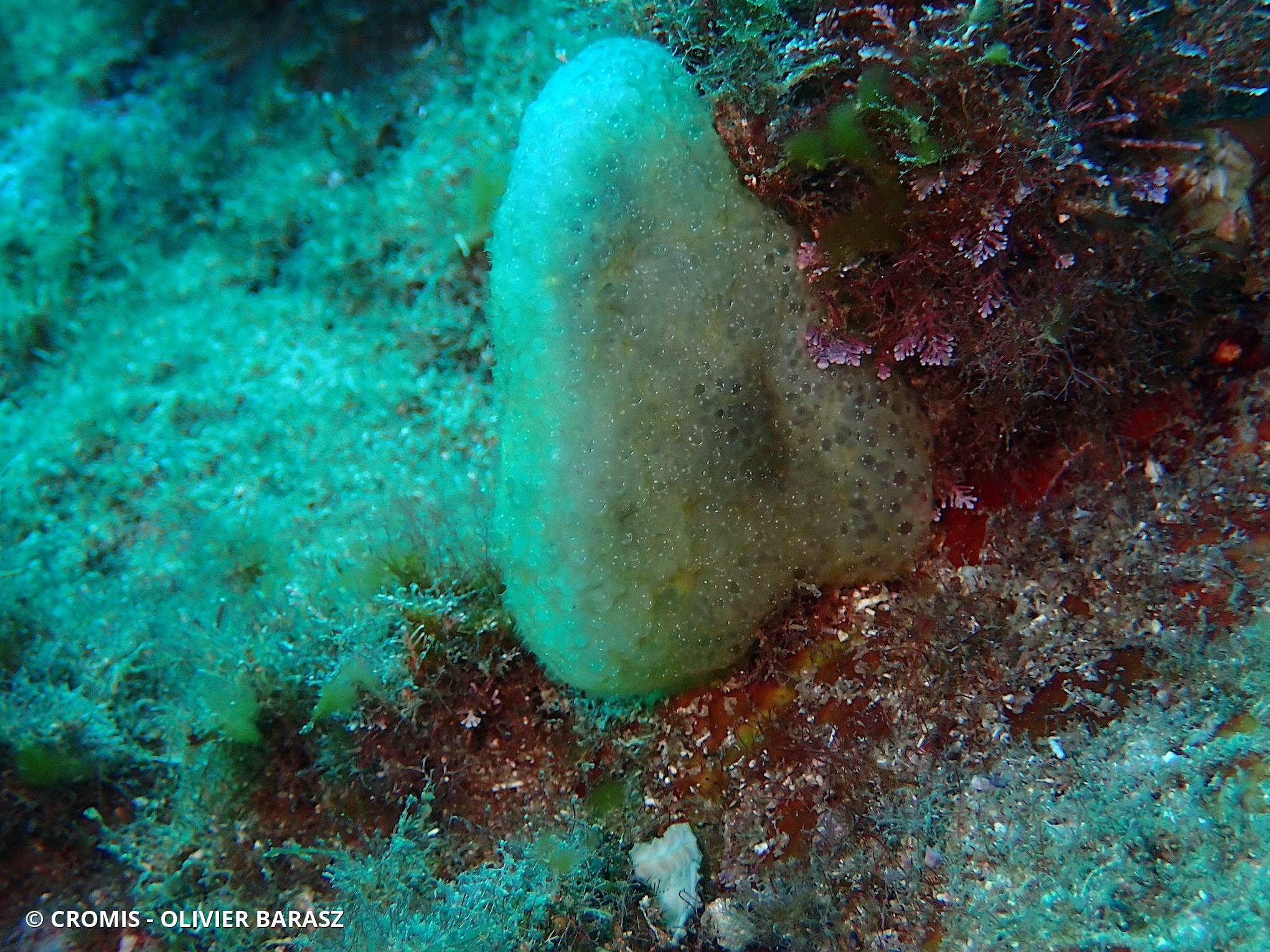 Couenne de mer de Méditerranée