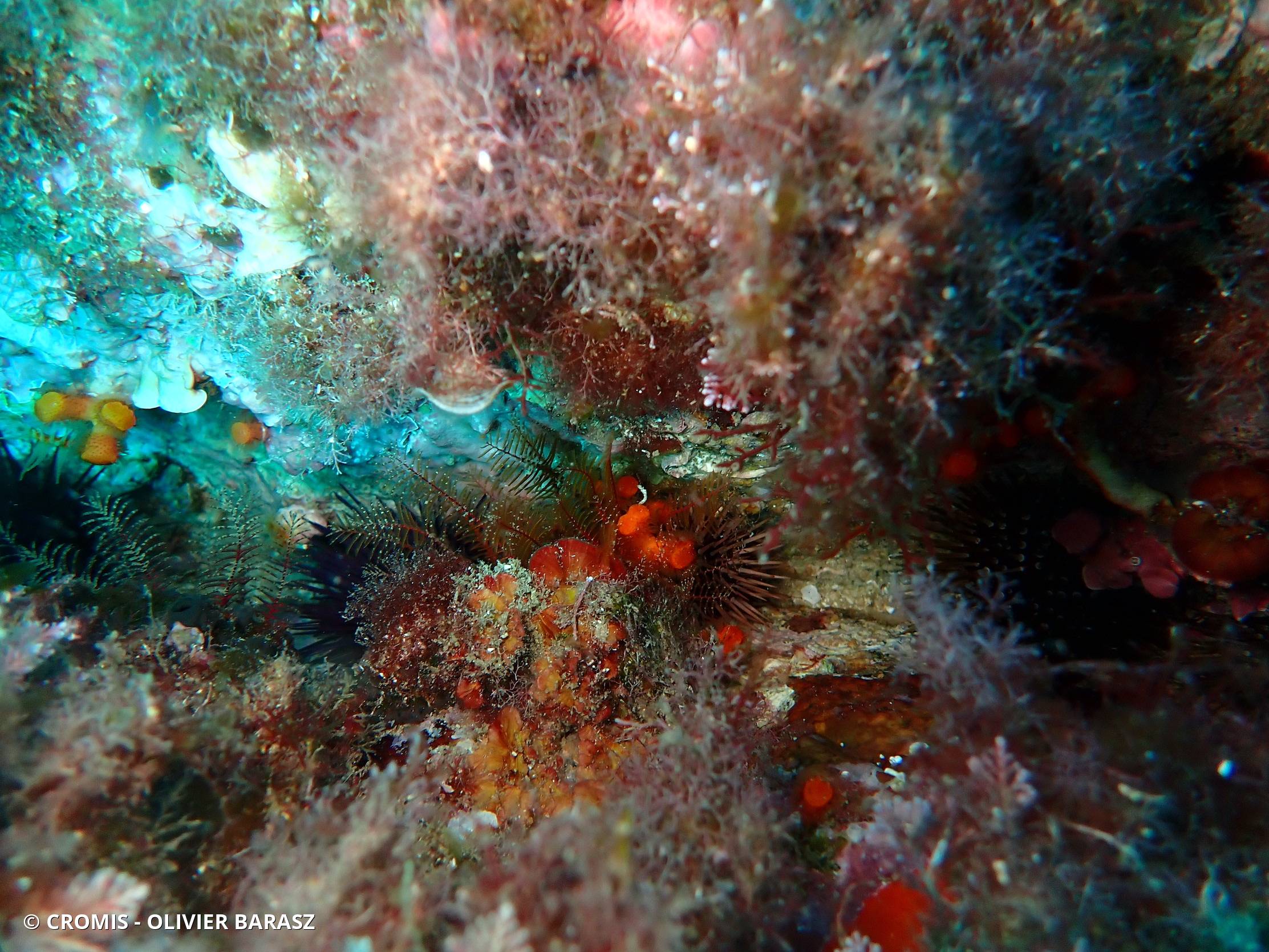 Comatule de Méditerranée