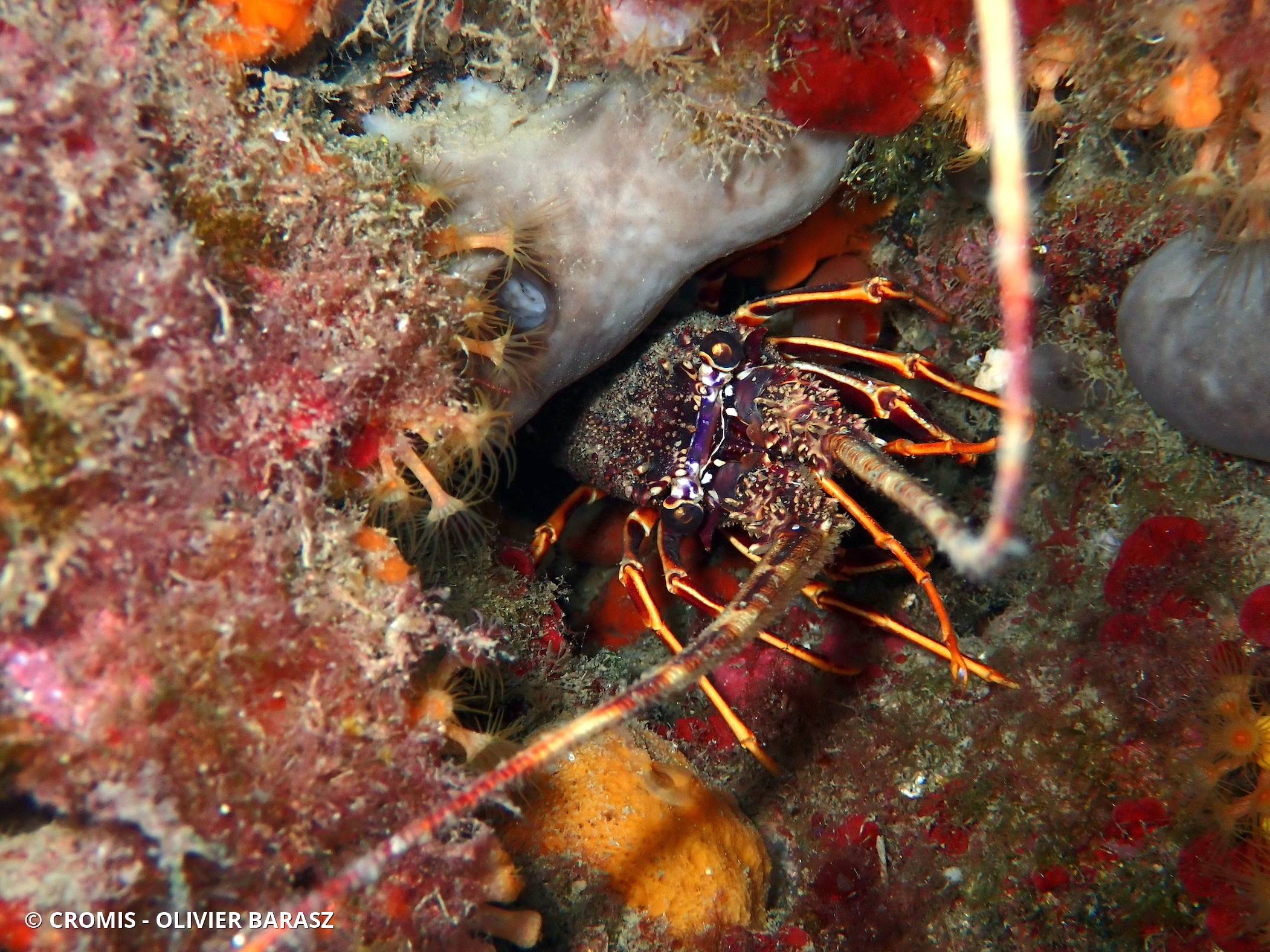 Langouste rouge