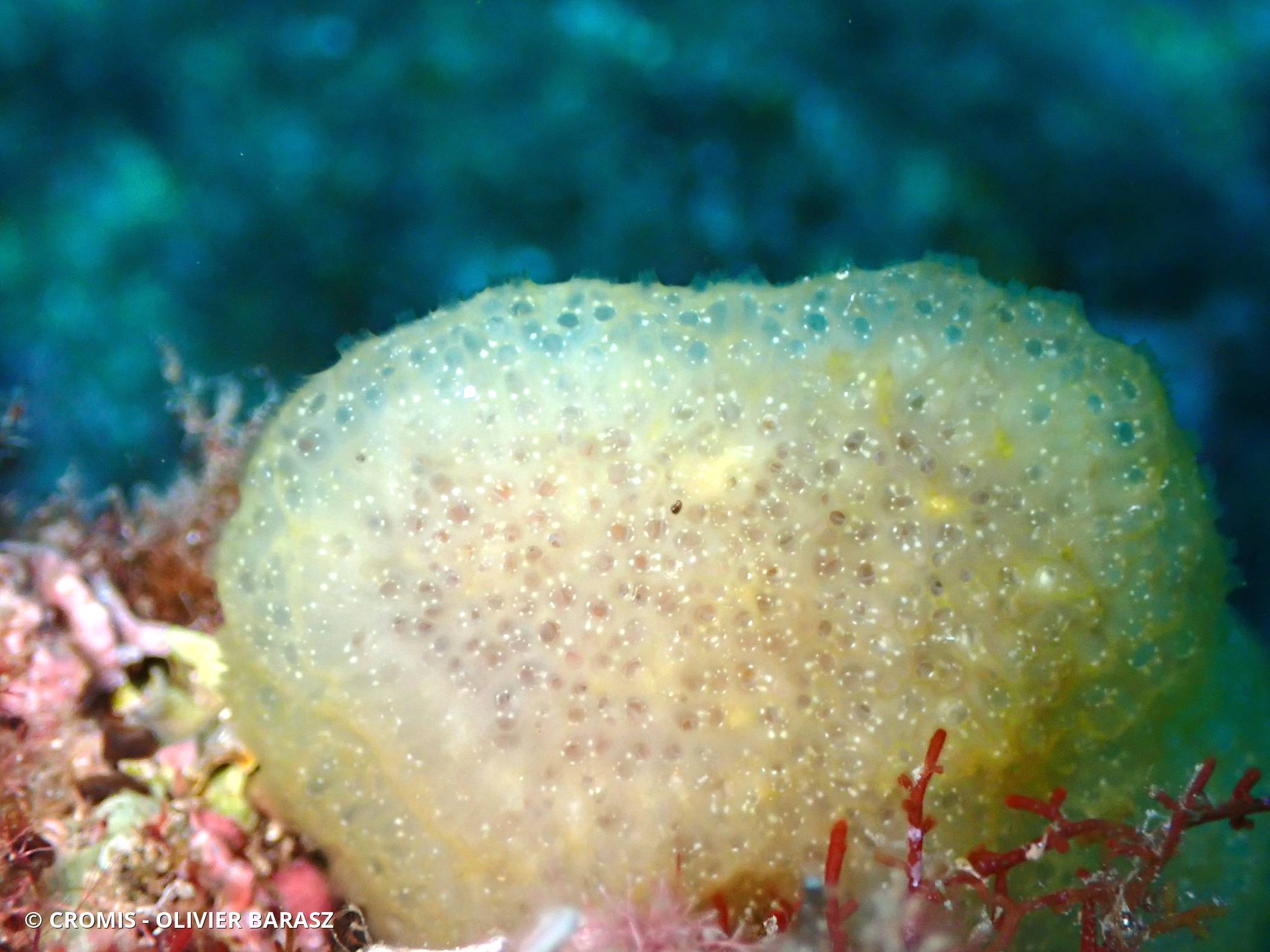 Couenne de mer de Méditerranée