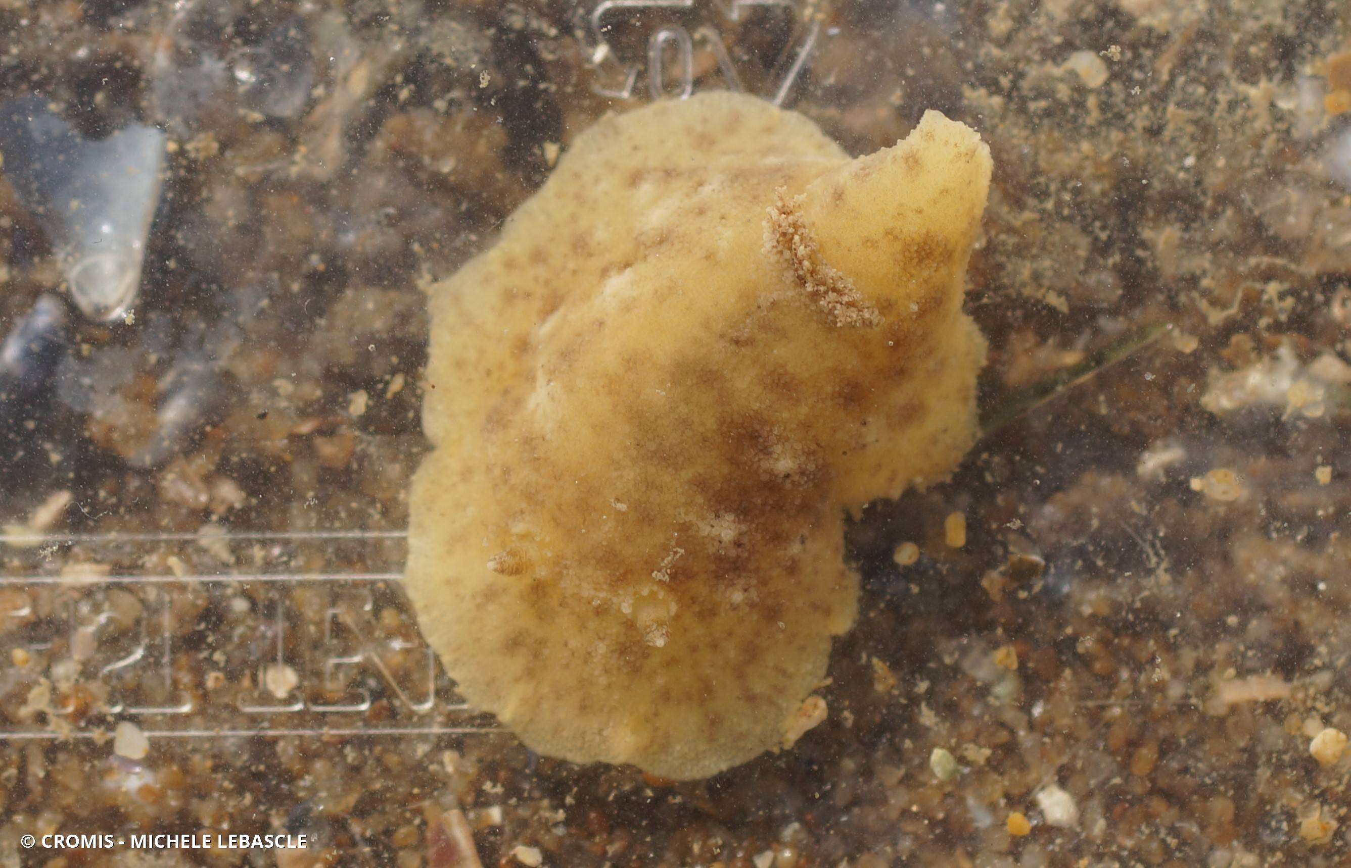 Geitodoris étoilé