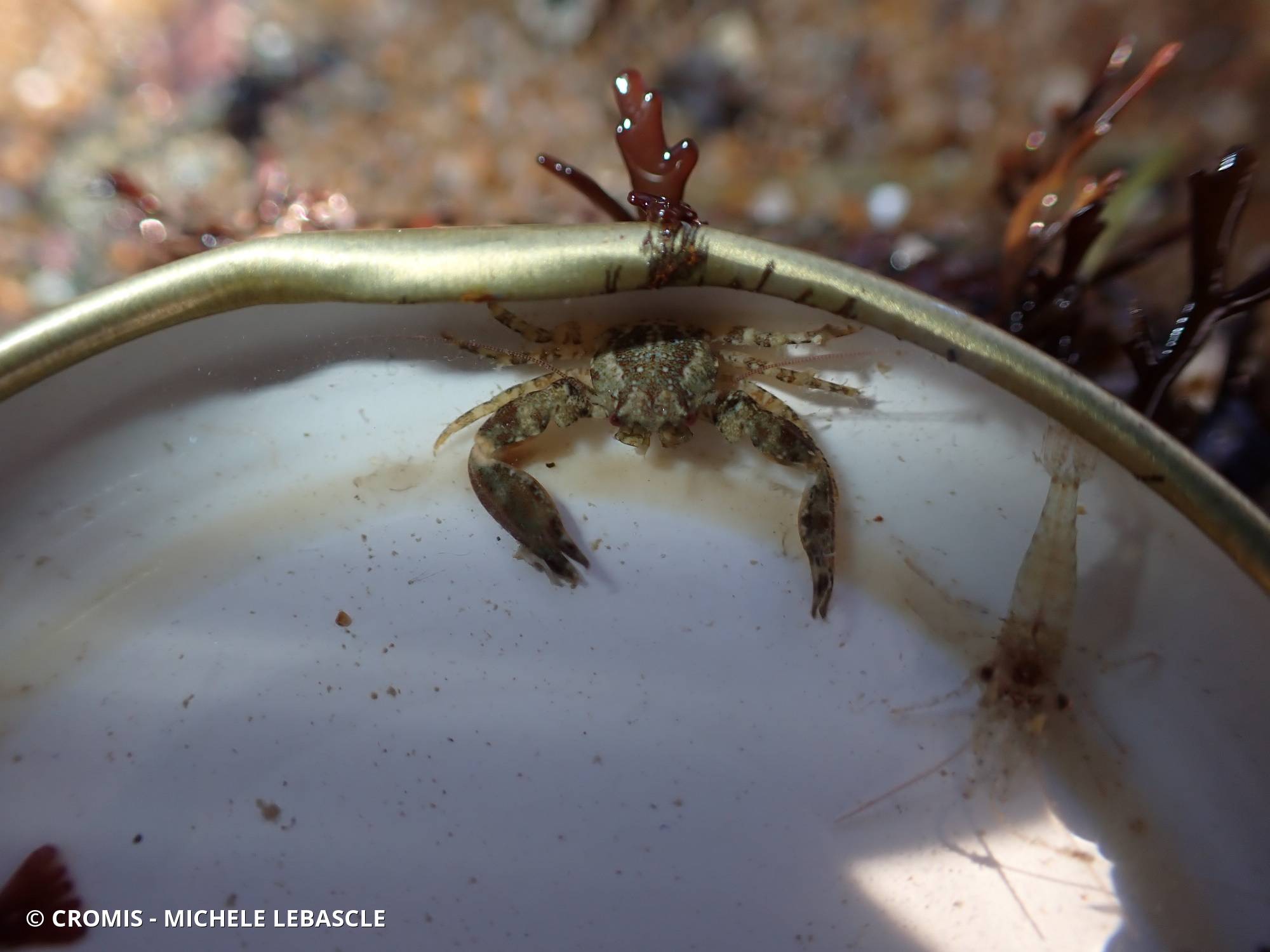 Crabe porcelaine à longues pinces