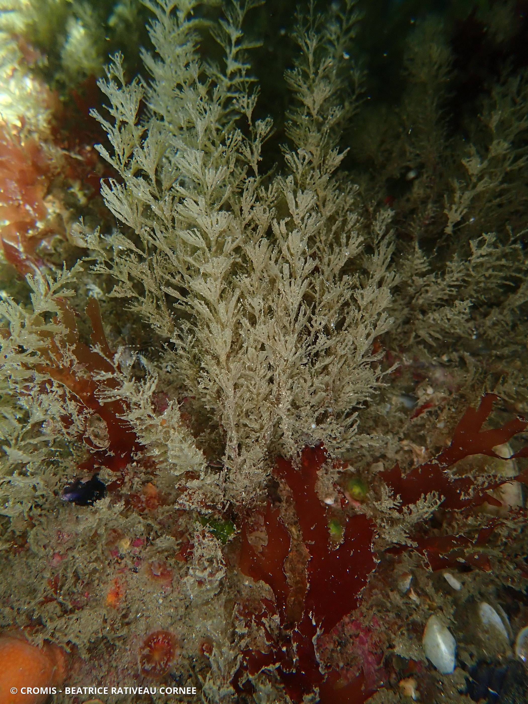 Bugule plumeuse