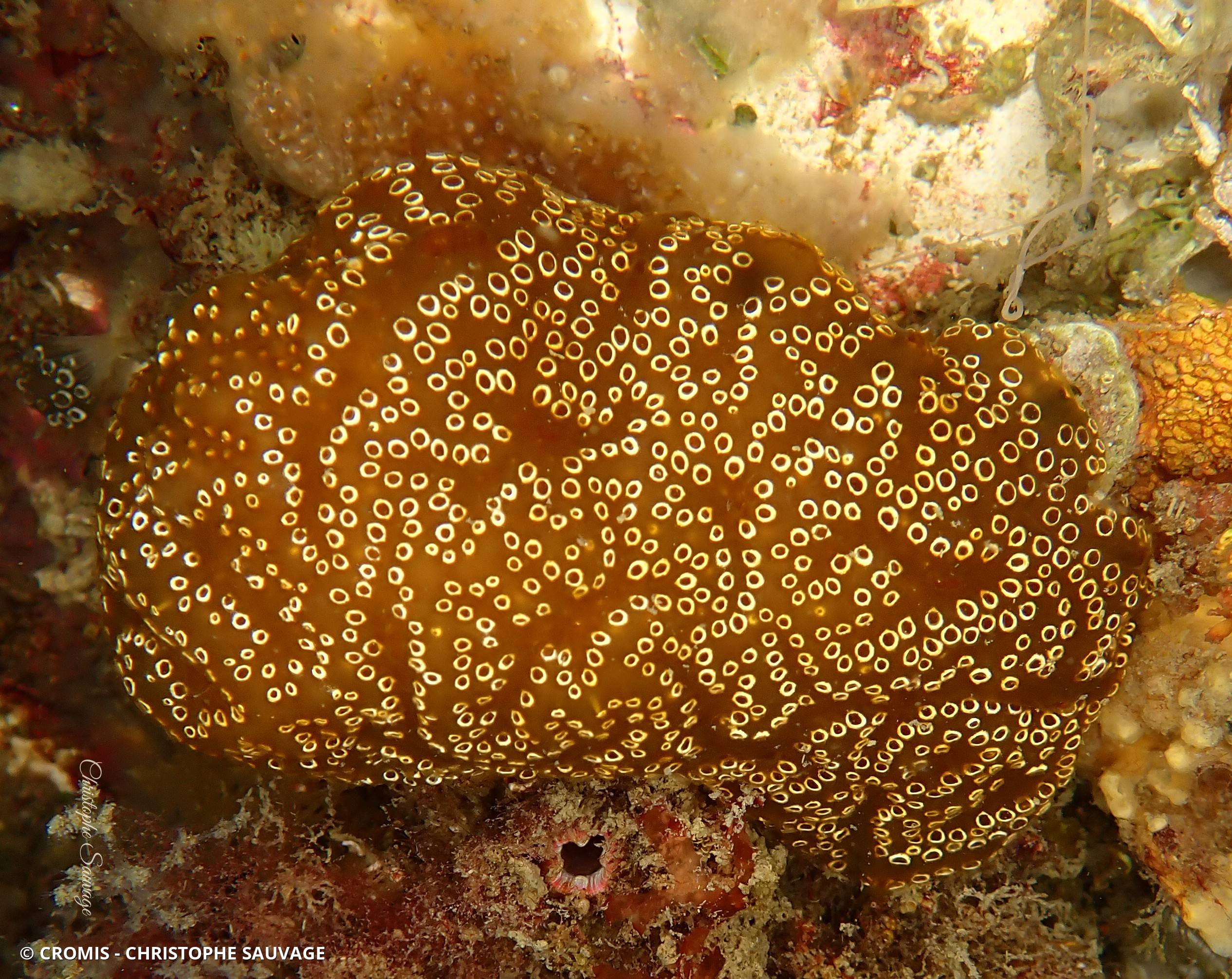 Distaplia des Bermudes