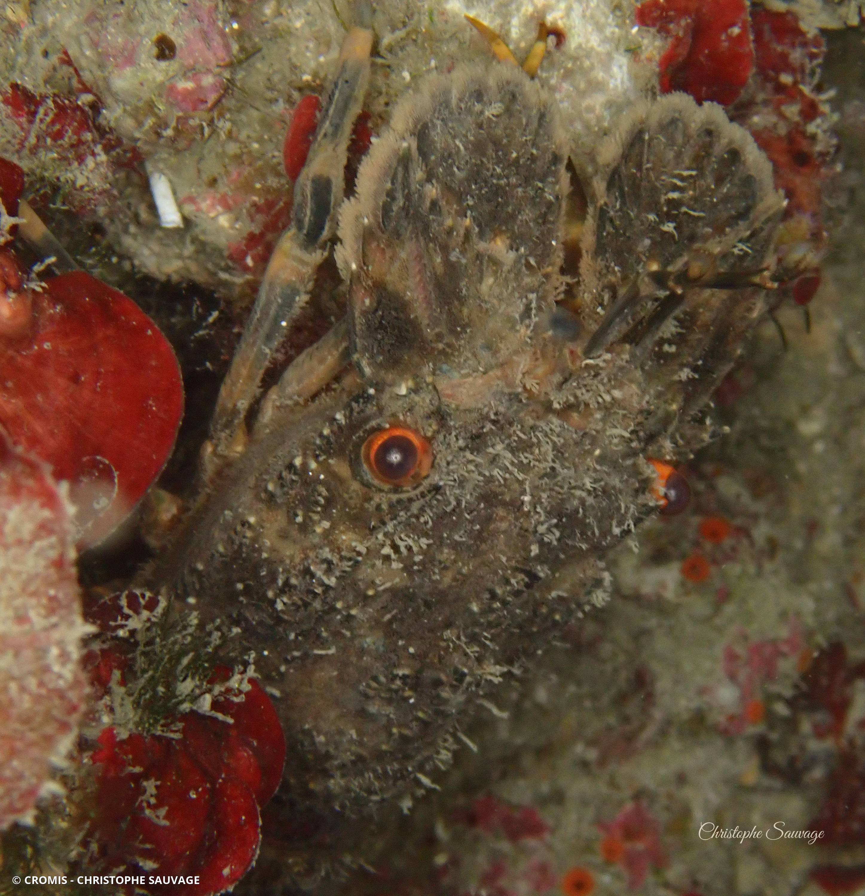 Petite cigale de mer