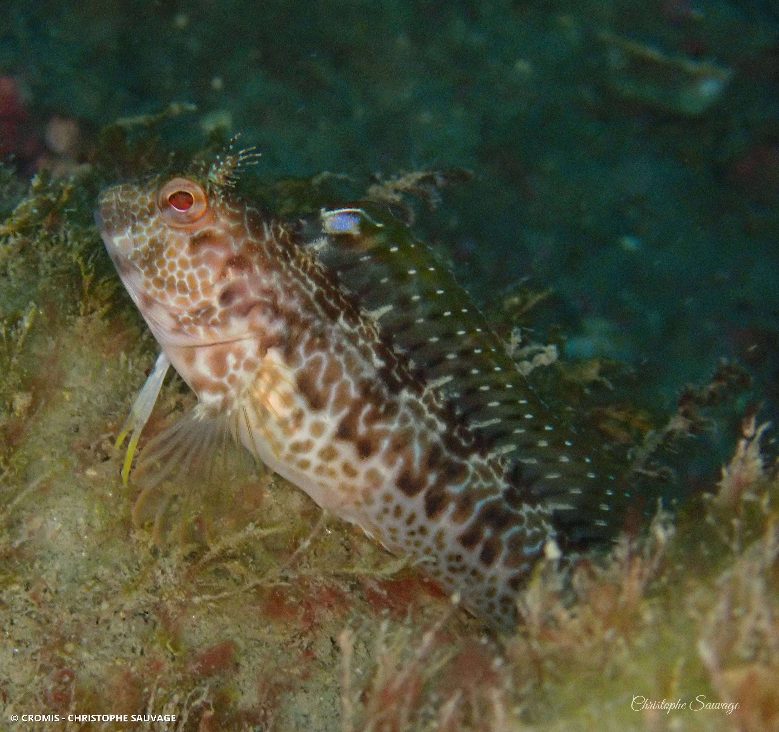 Blennie pilicorne