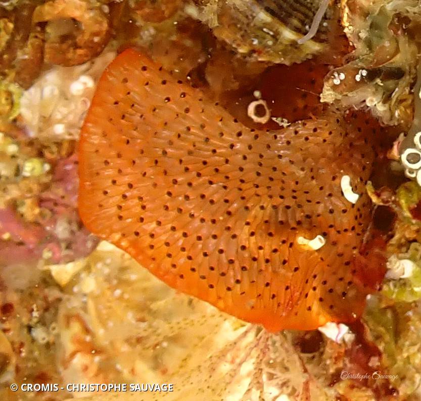 Bryozoaire encroûtant ajouré orange