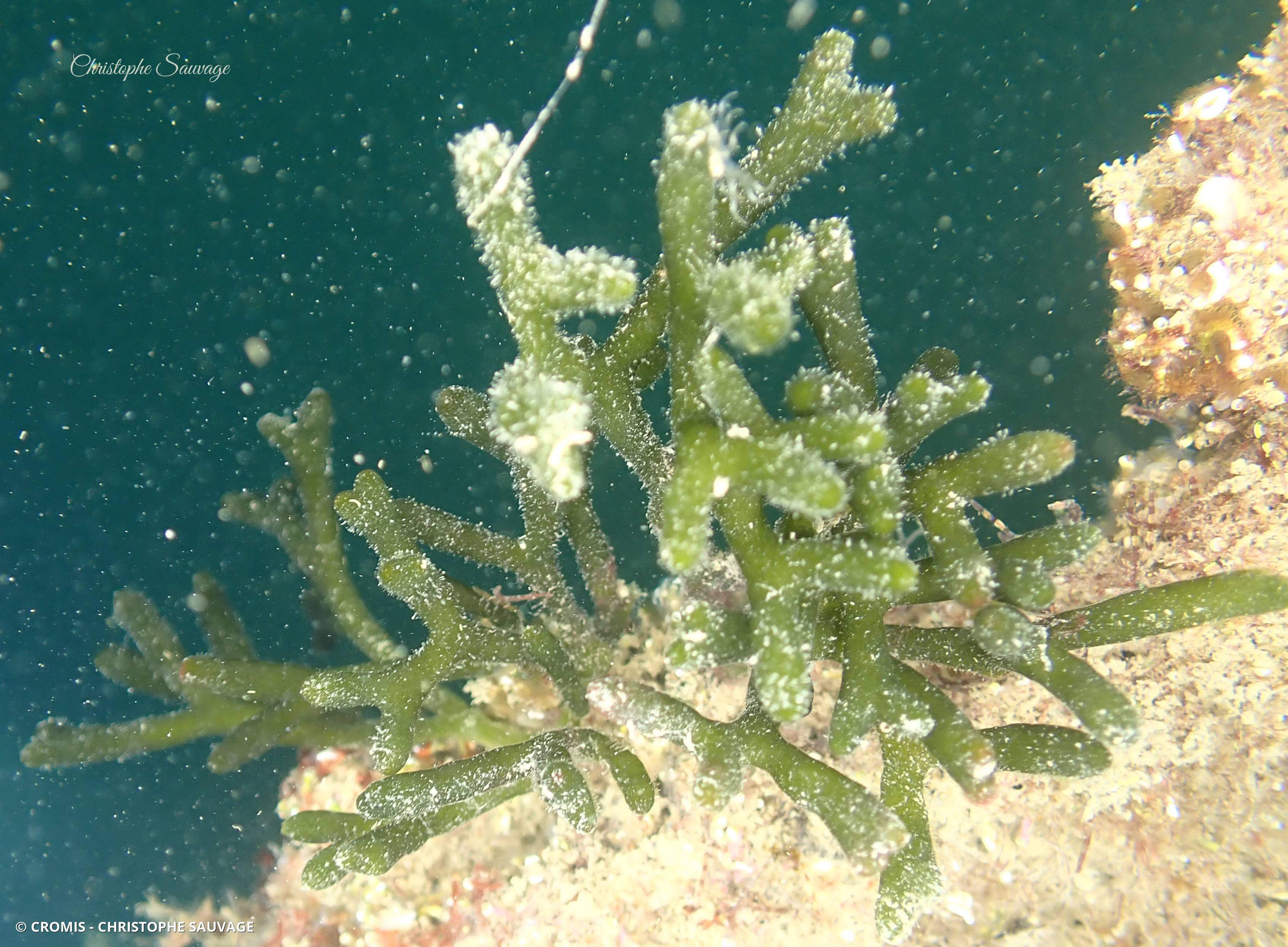 Codium fragile