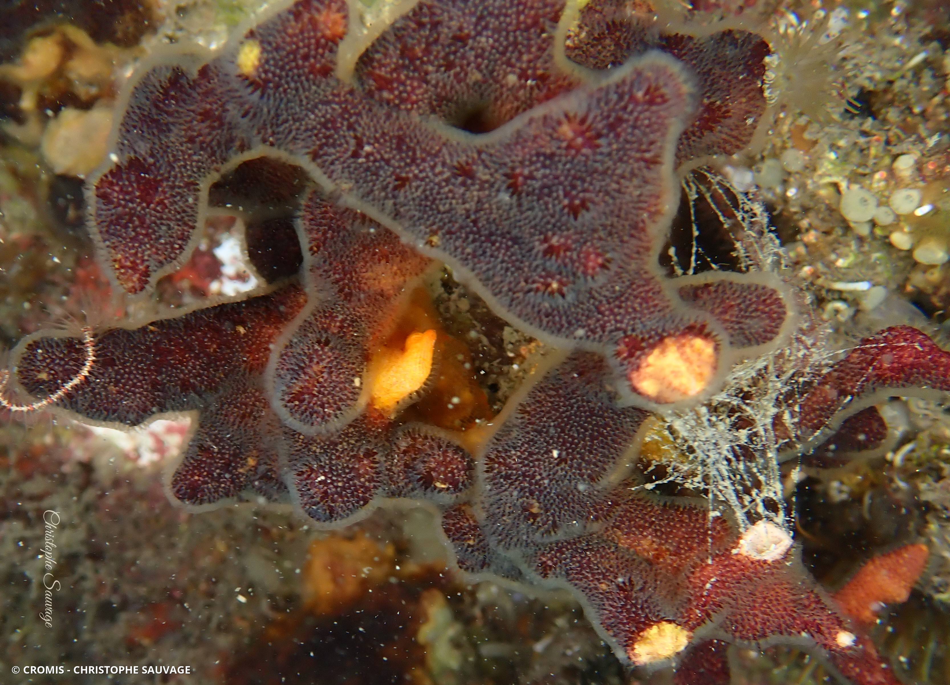 Schizoporella brun