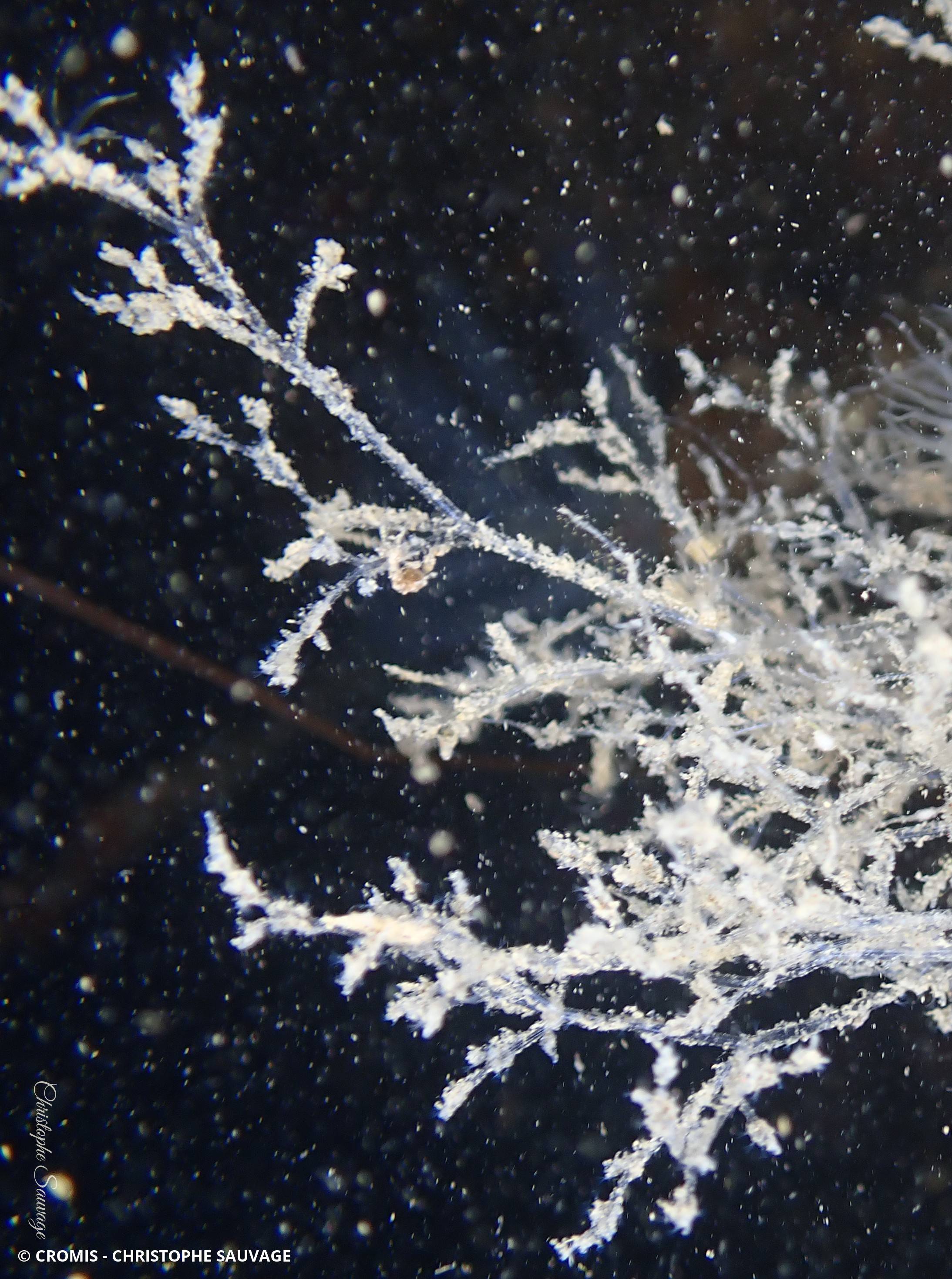 Bryozoaire spaghetti