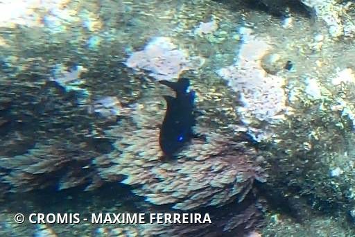Demoiselle des Canaries