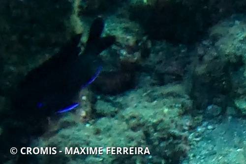 Demoiselle des Canaries