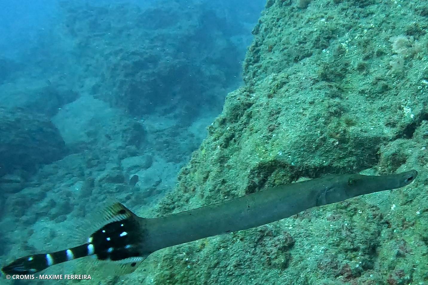 Poisson-trompette atlantique