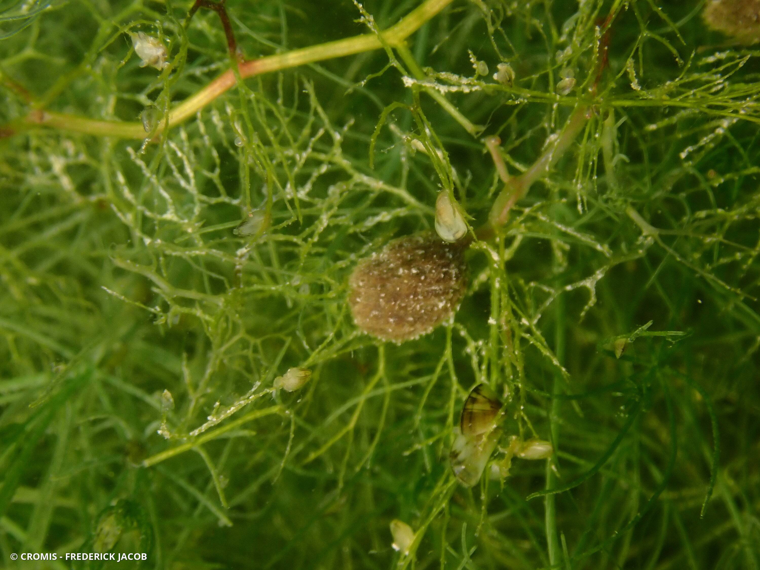 Utriculaire vulgaire