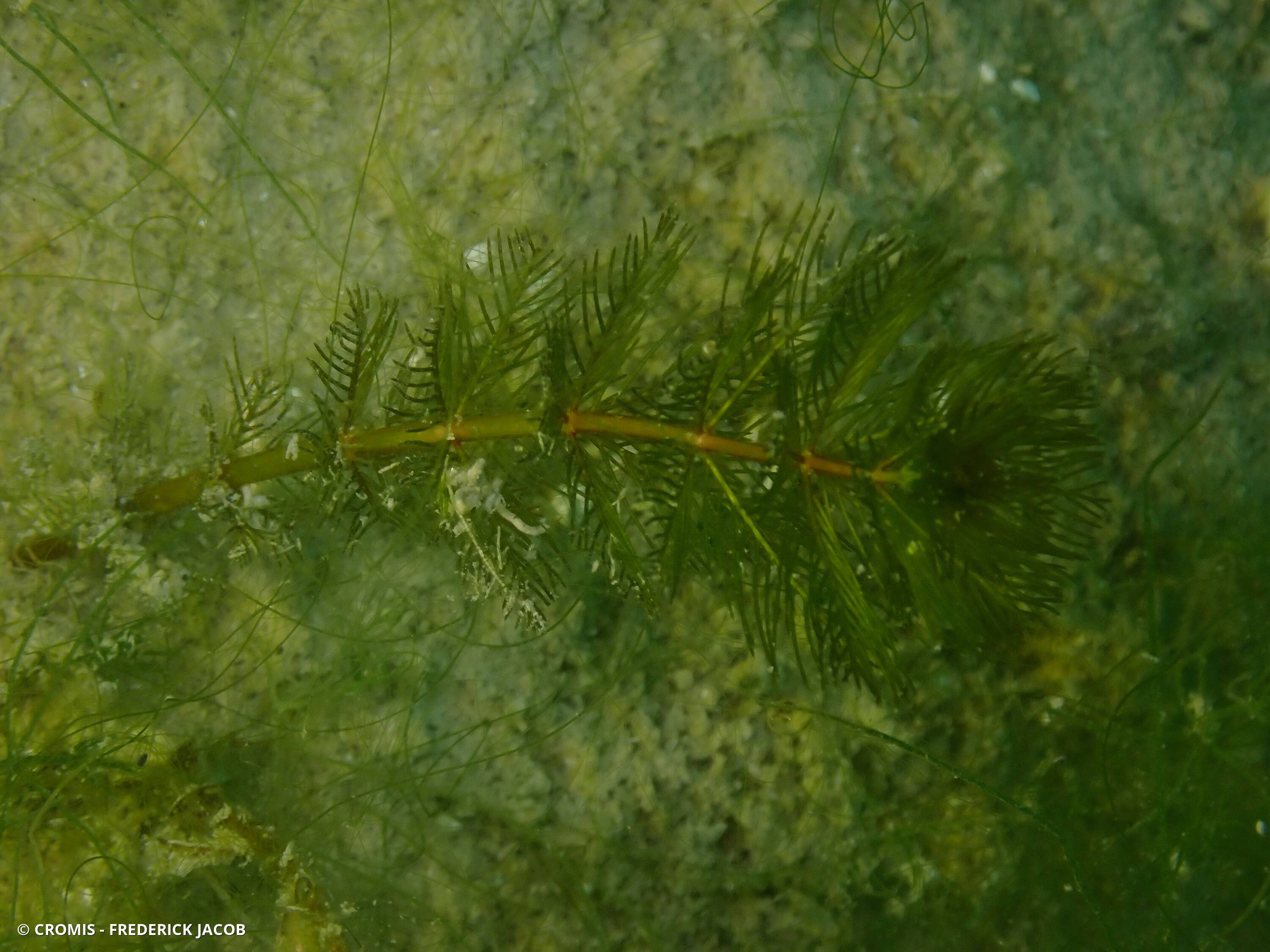 Myriophylle