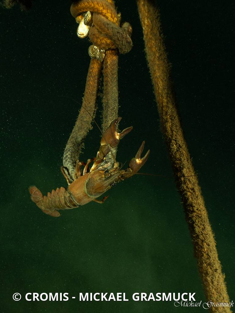 Ecrevisse du Pacifique