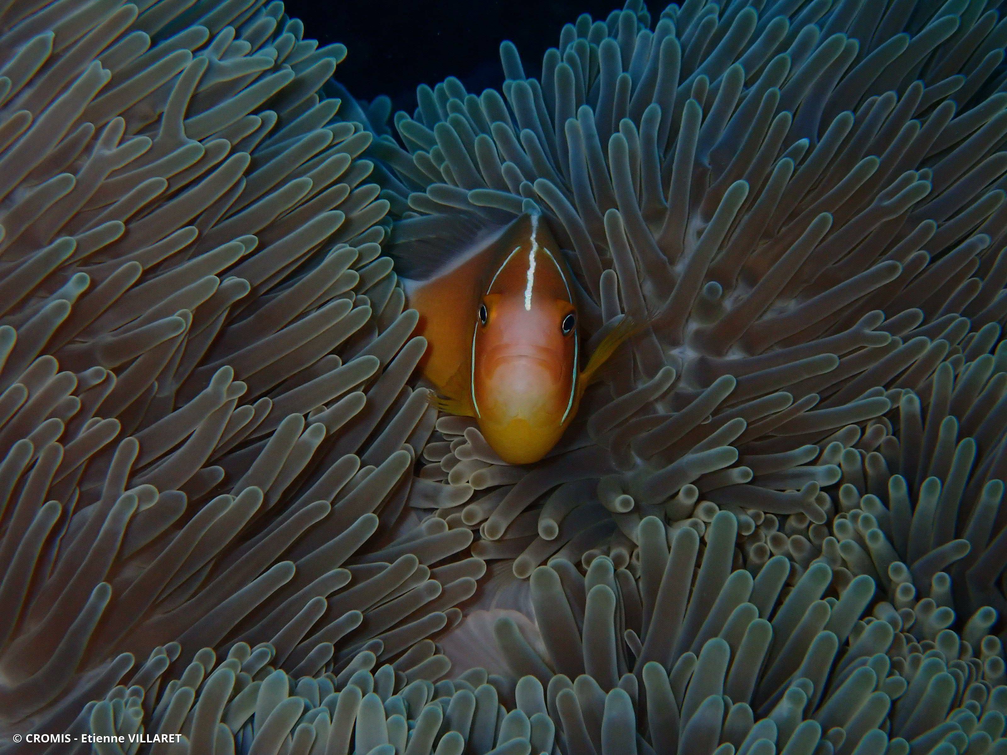 Poisson-clown rose