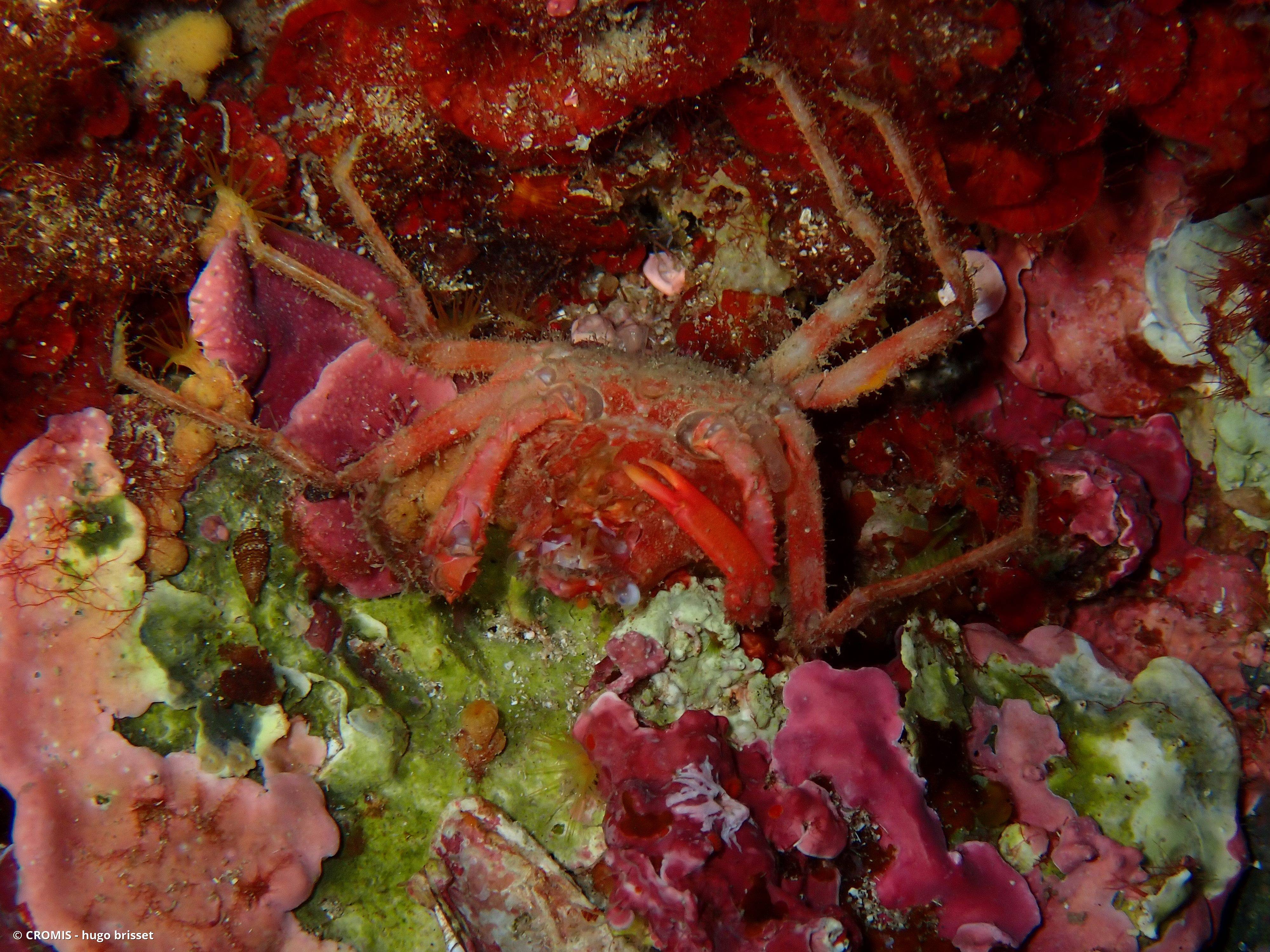 Araignée de mer ridée