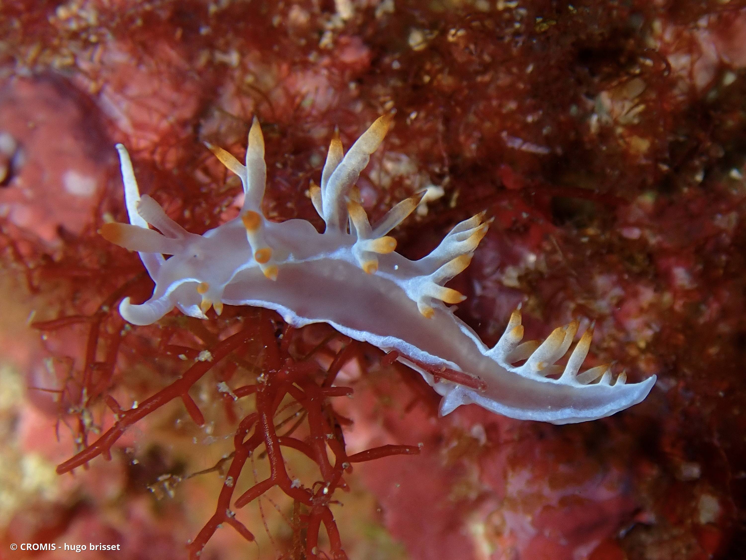 Flabelline blanche