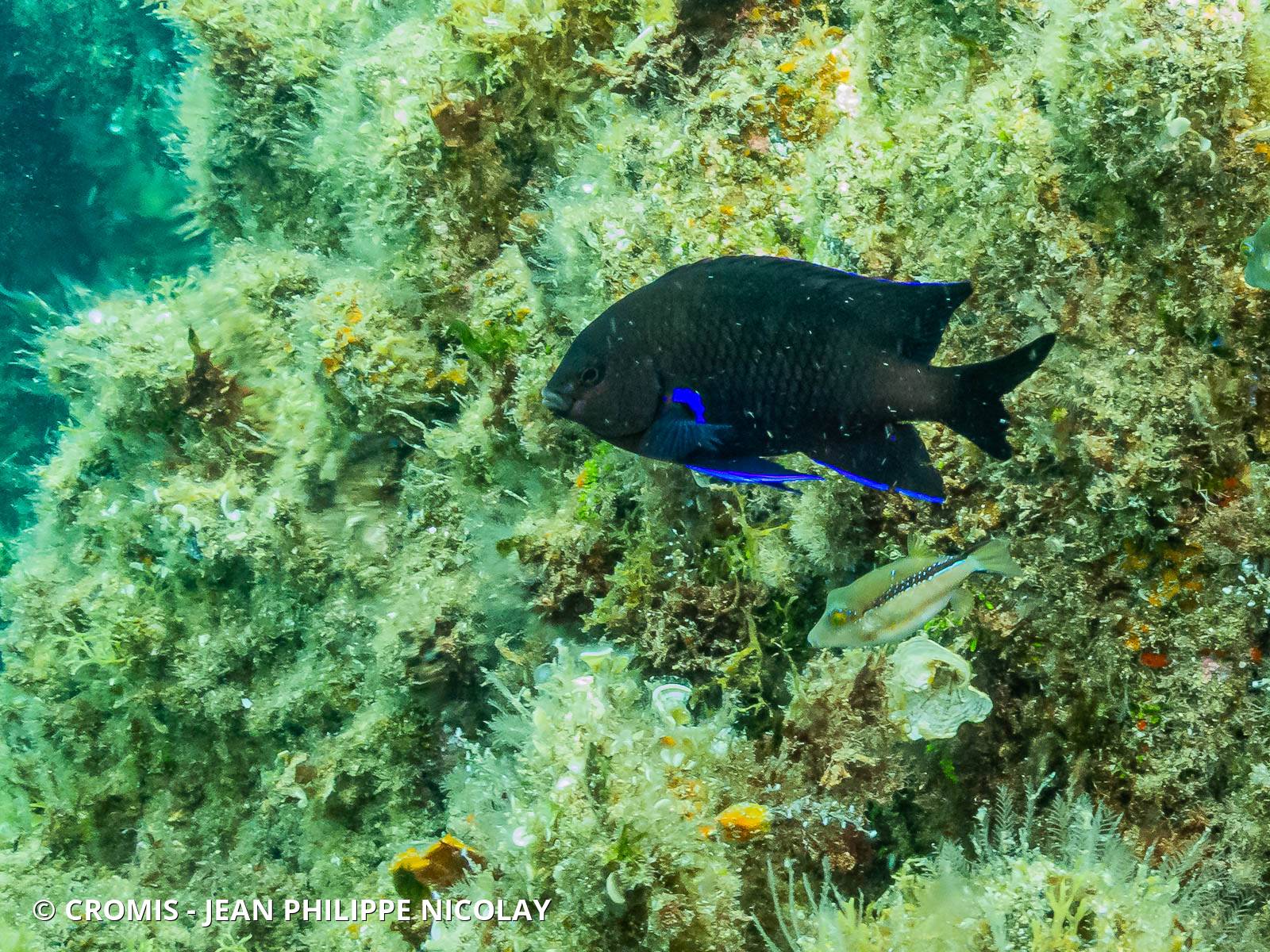 Demoiselle des Canaries