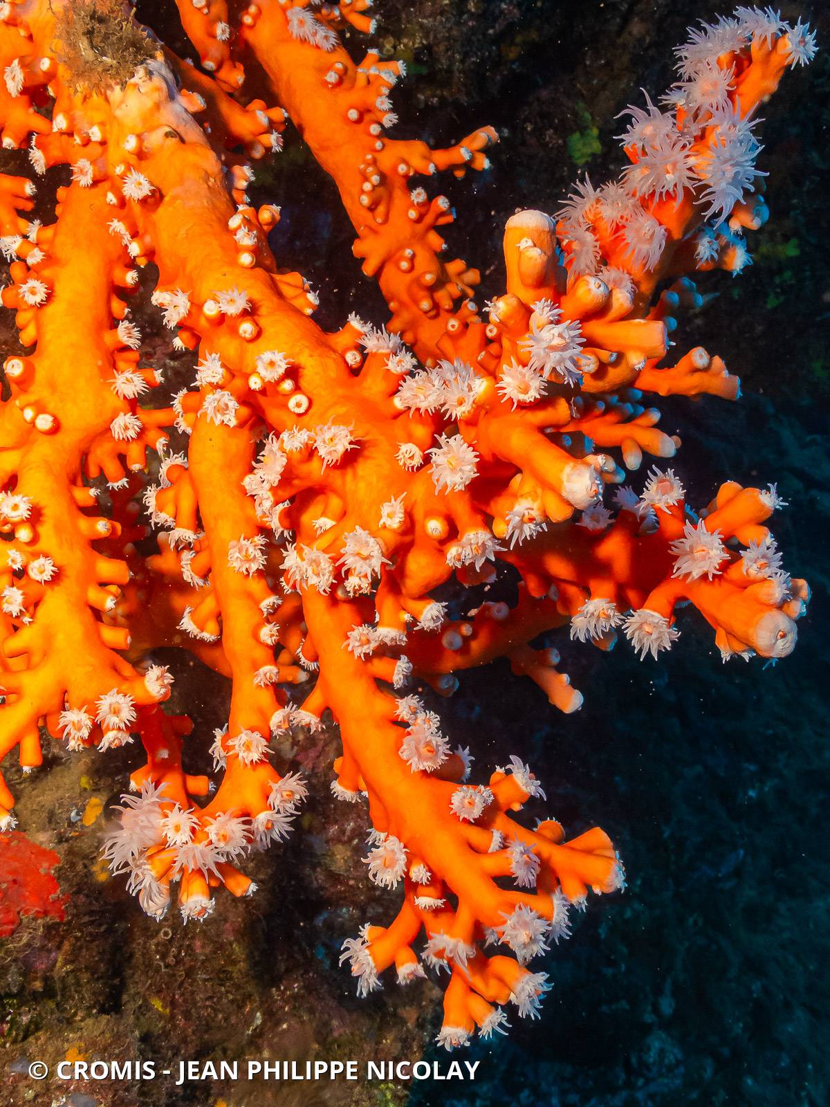 Corail arborescent orange