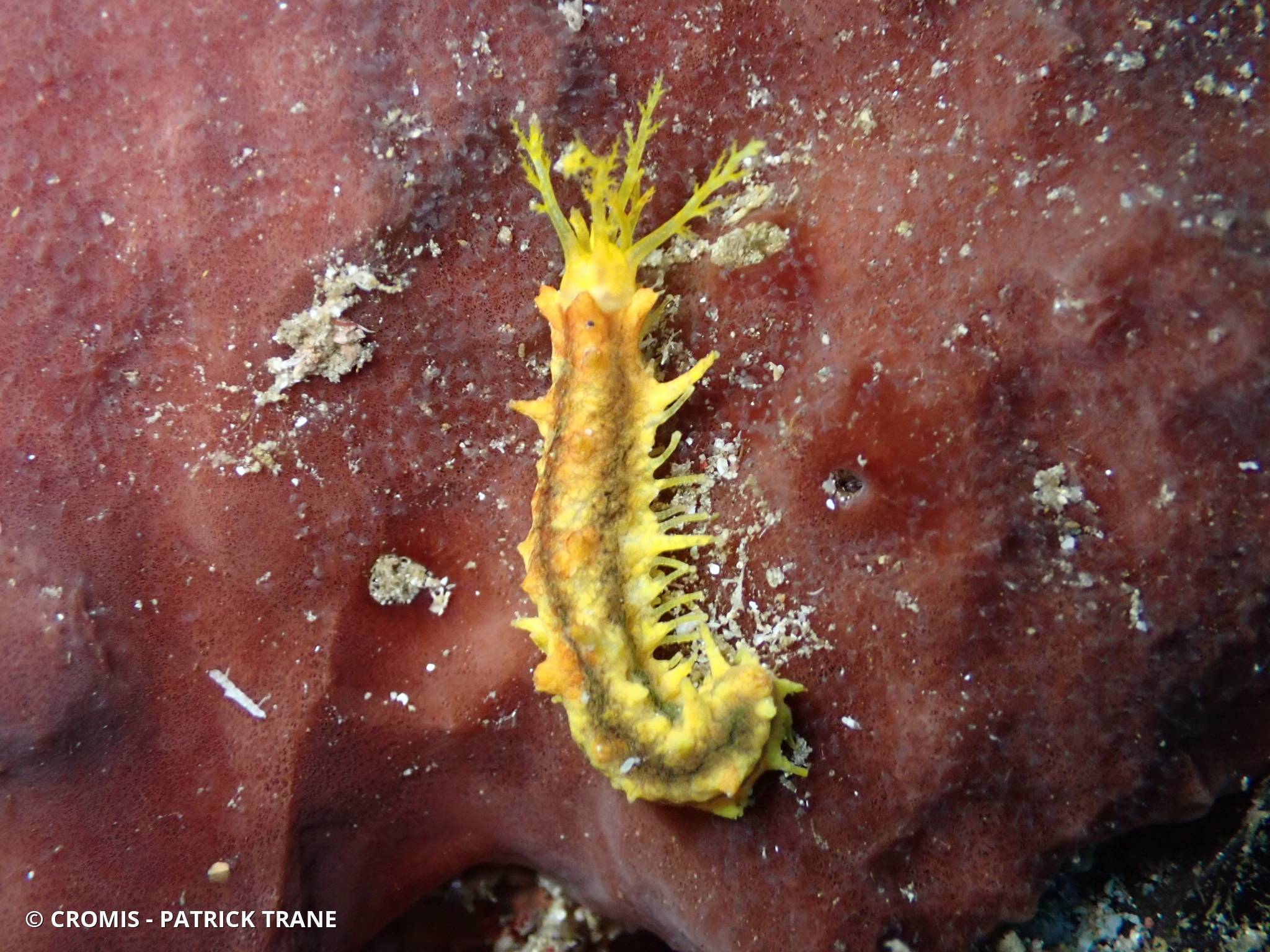 Holothurie robuste