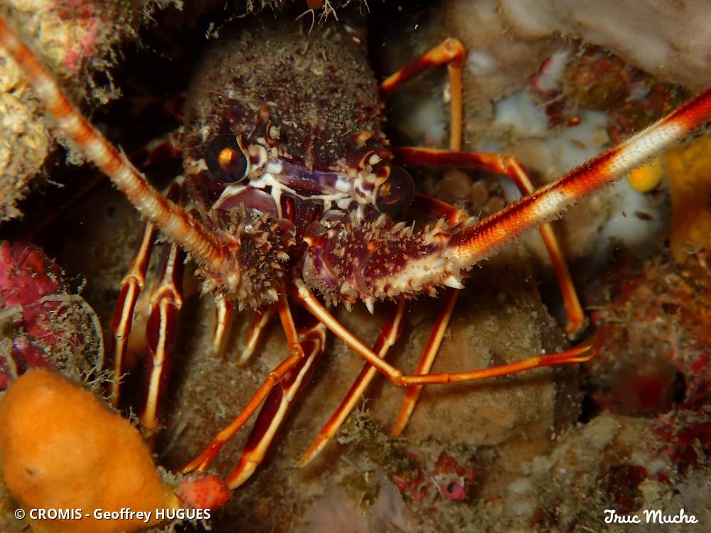 Langouste rouge