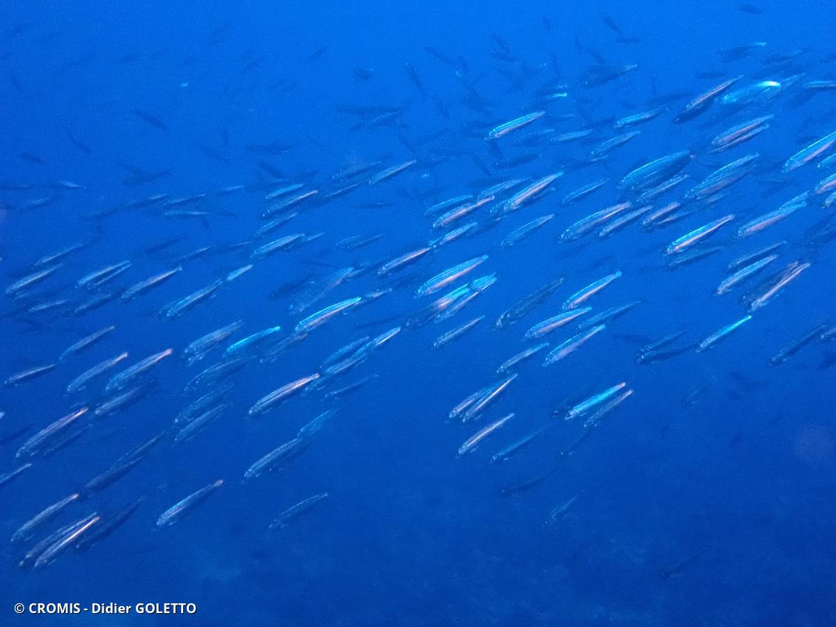 Sardine d’Europe