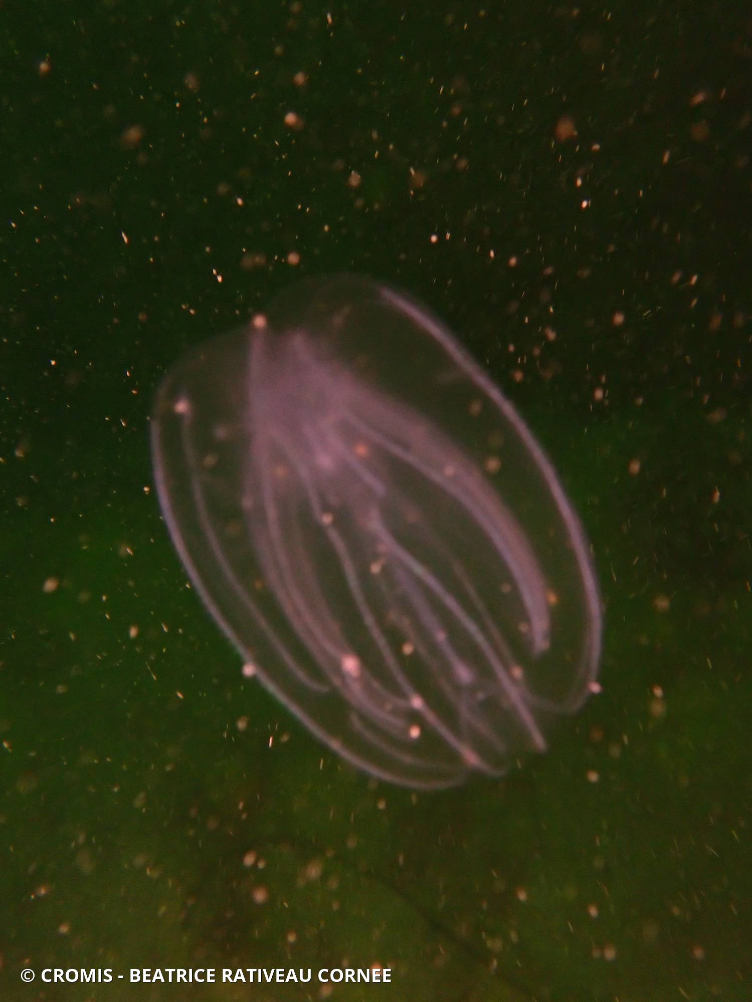 Bolinopsis