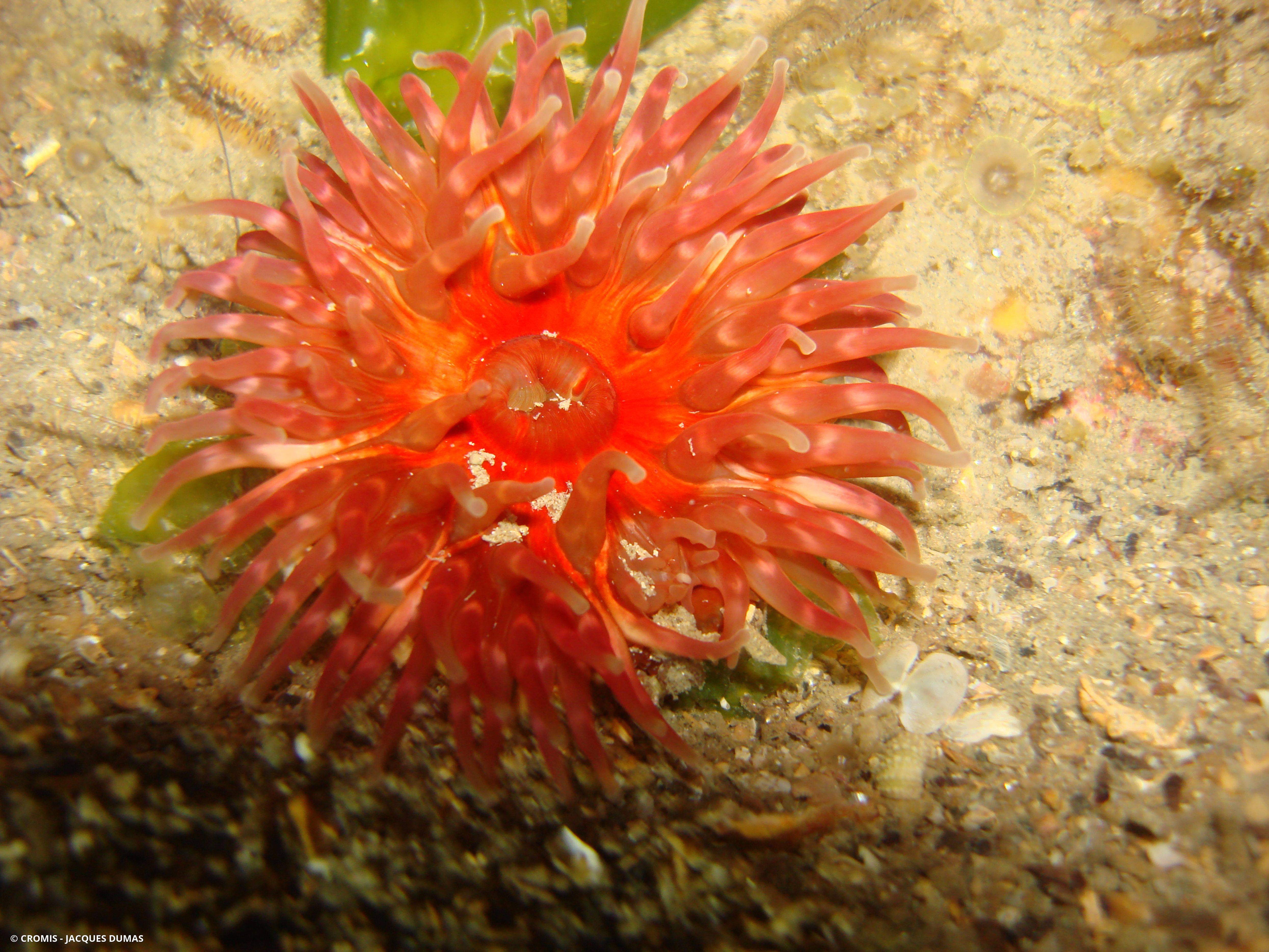 Dahlia de mer