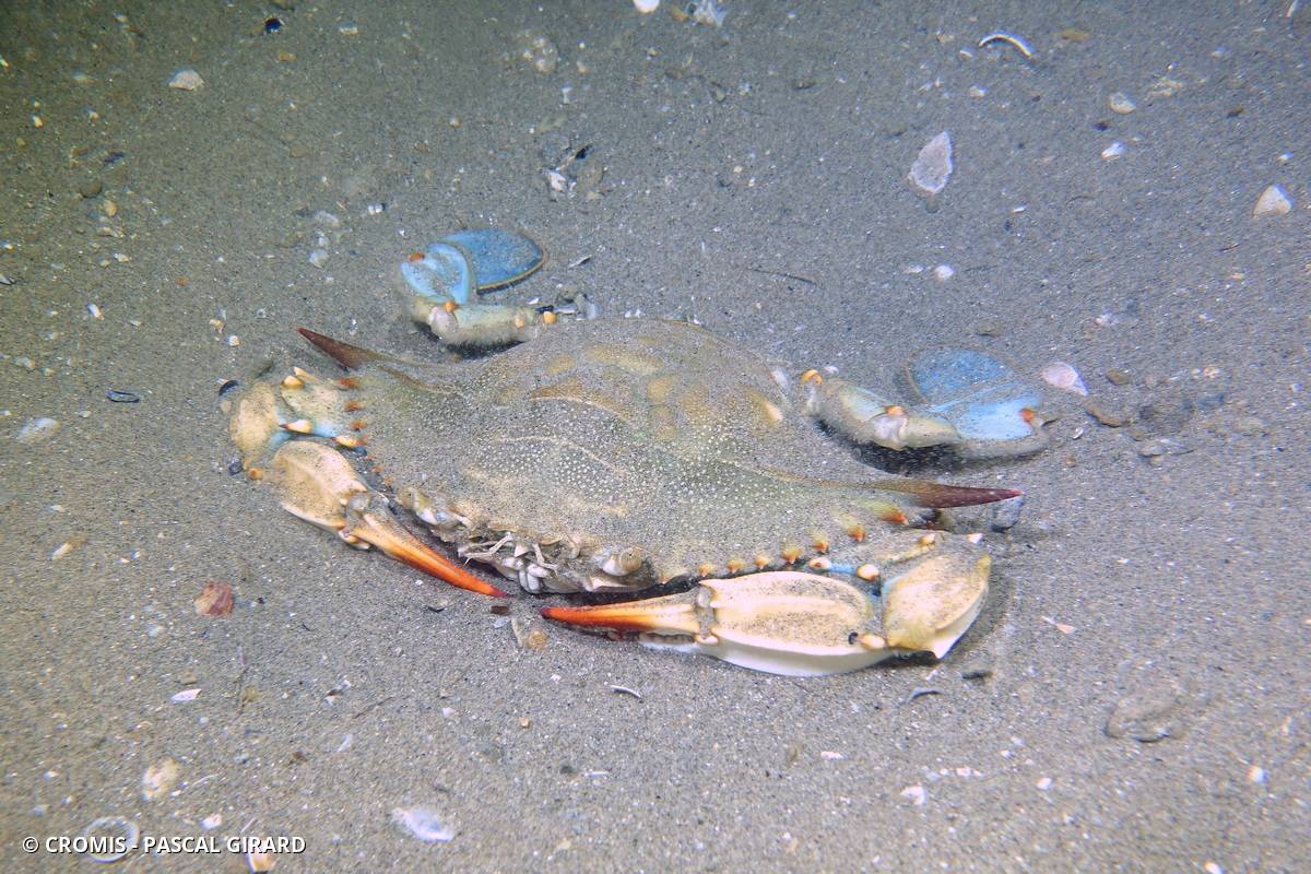 Crabe bleu américain