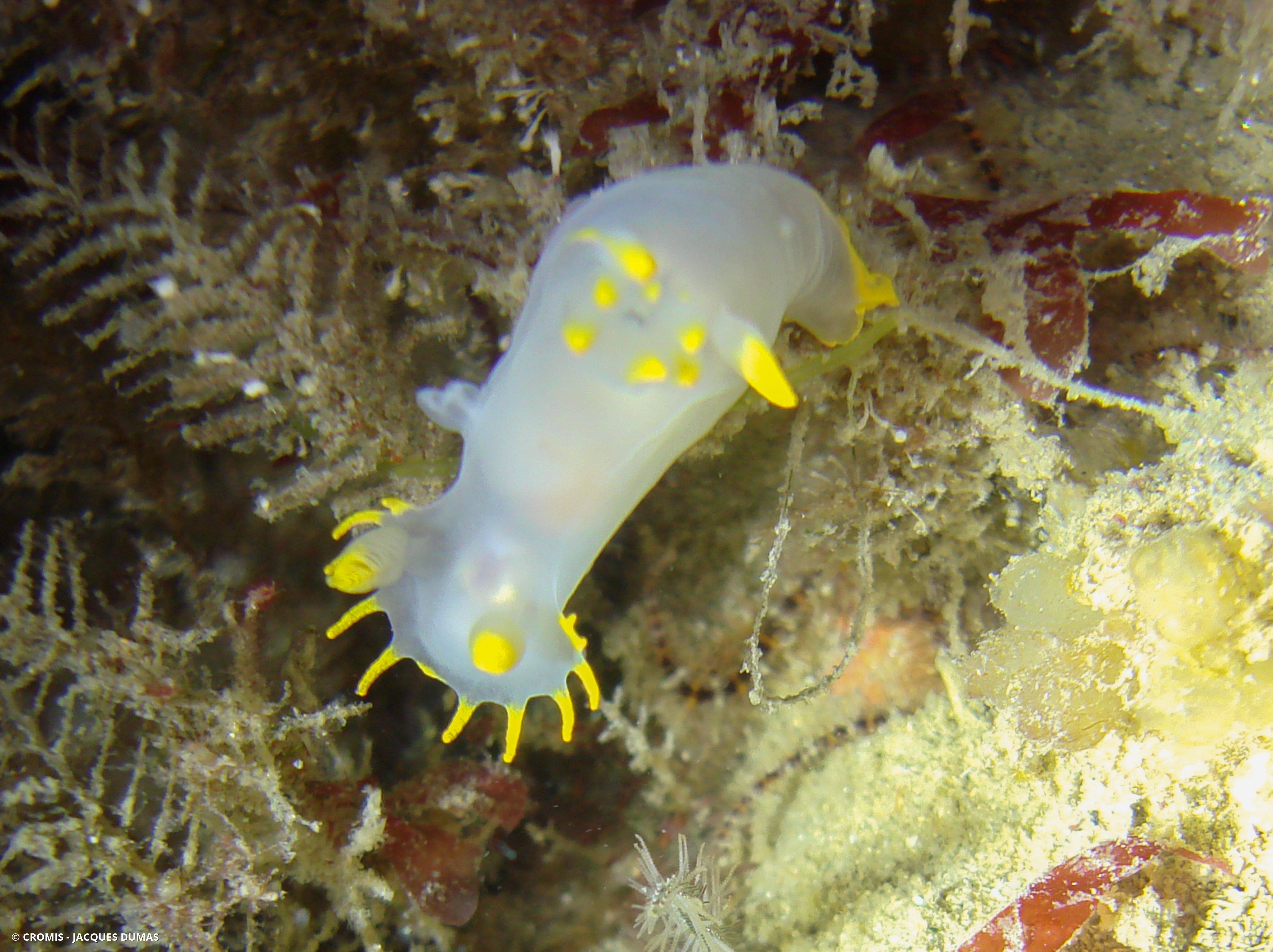 Polycère des Féroé