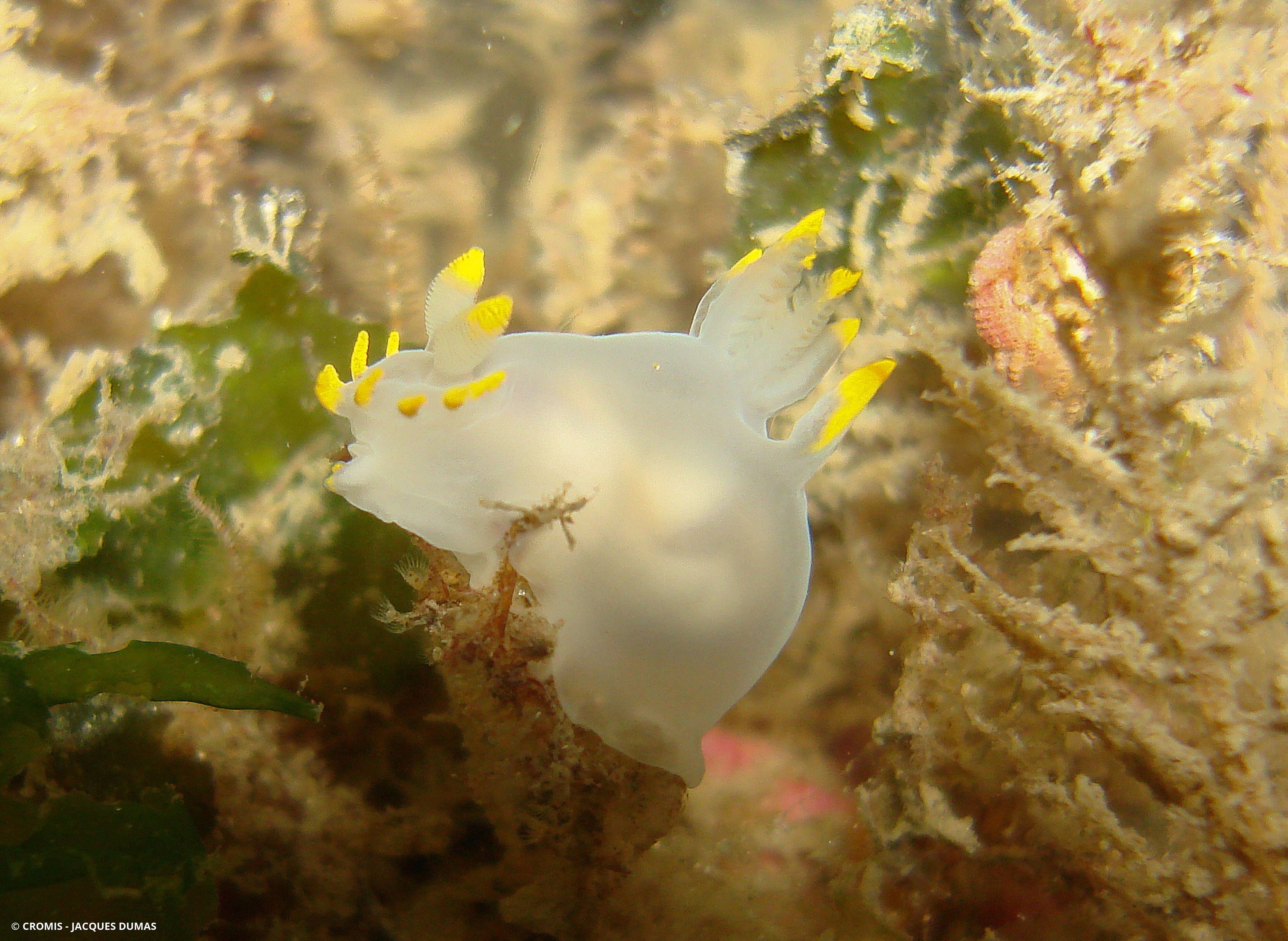 Polycère des Féroé