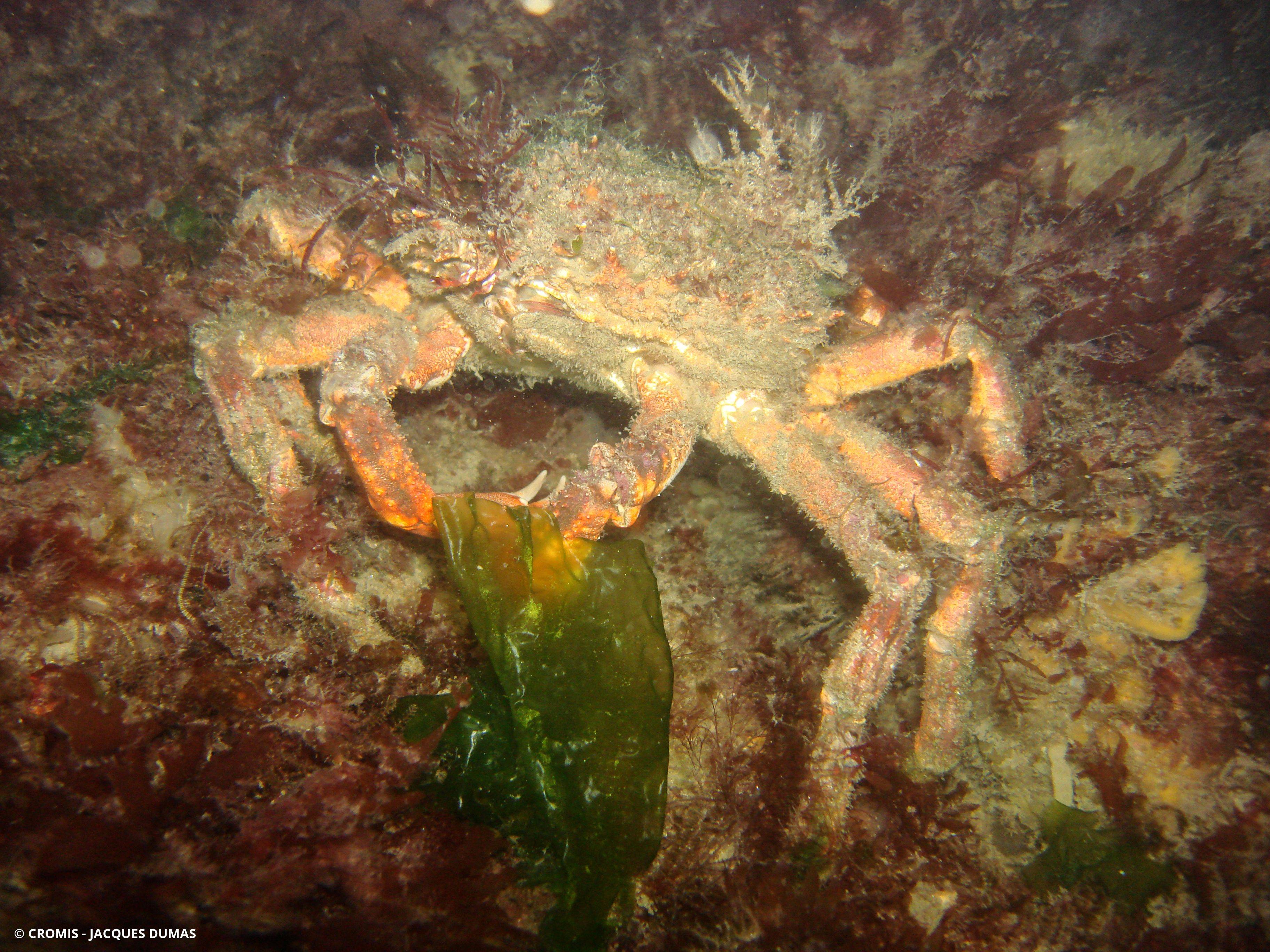 Araignée de mer Atlantique