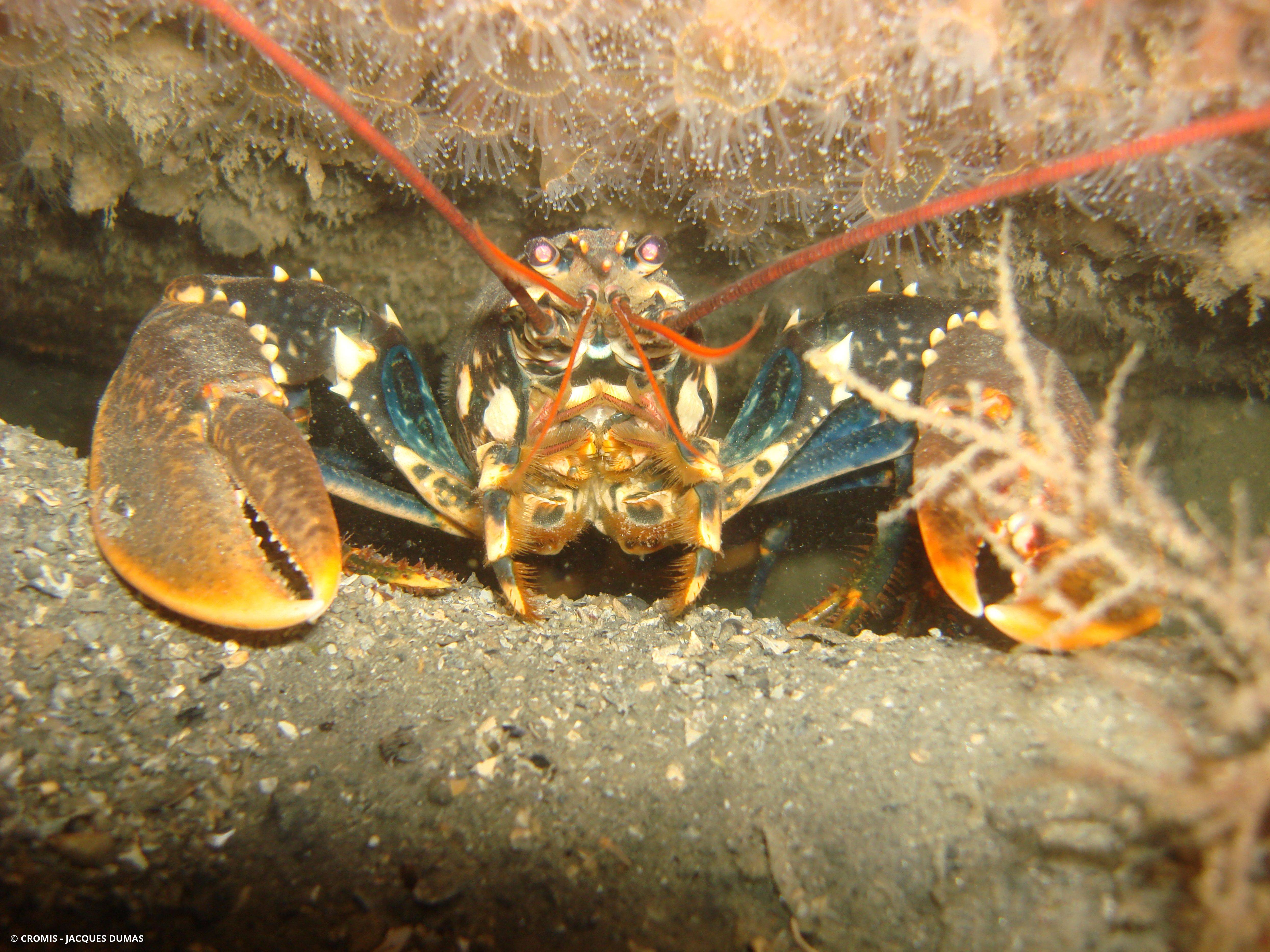 Homard européen